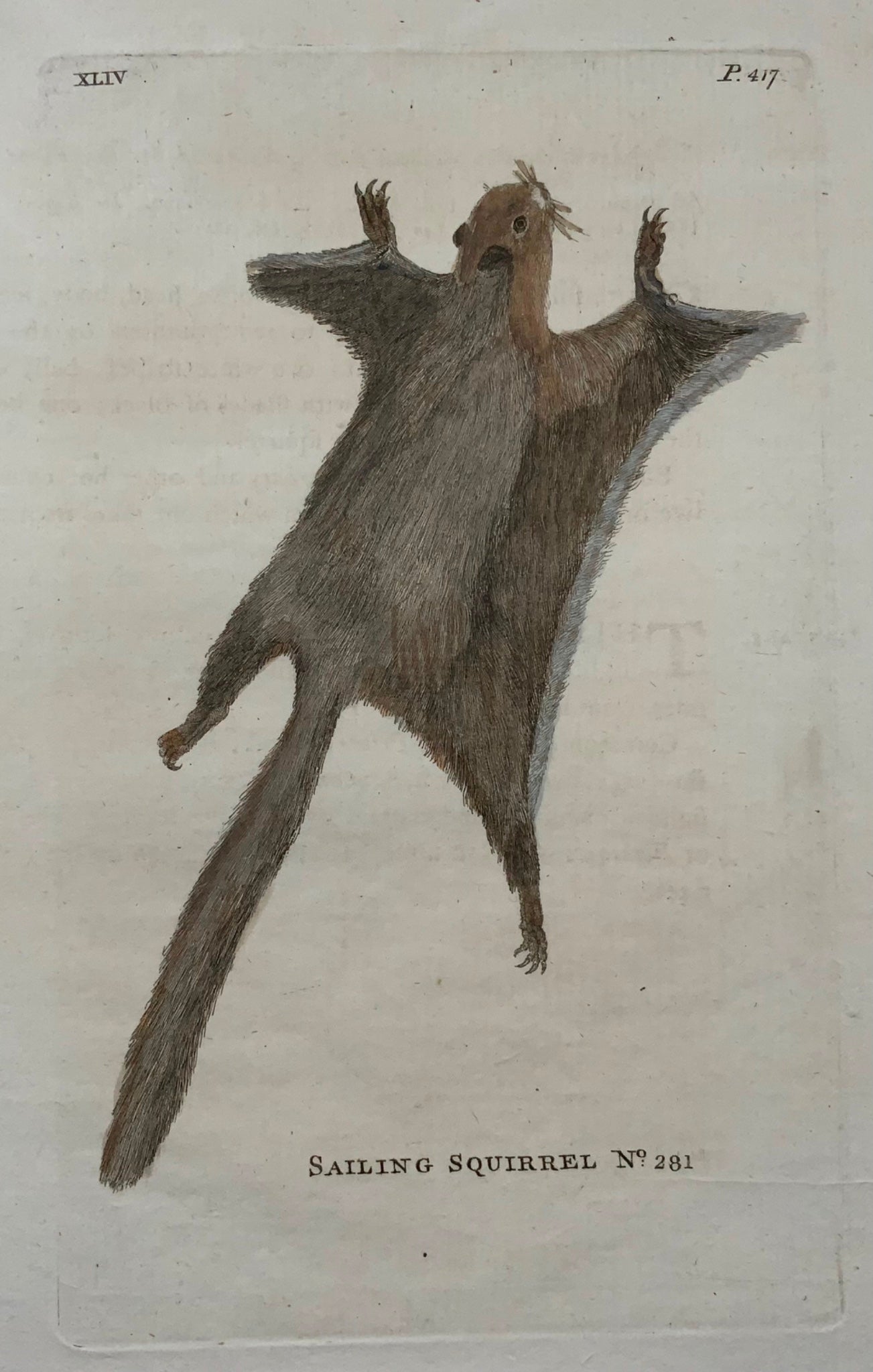1777 Écureuil volant, Th. Fanion, Quarto, coloré à la main, mammifère