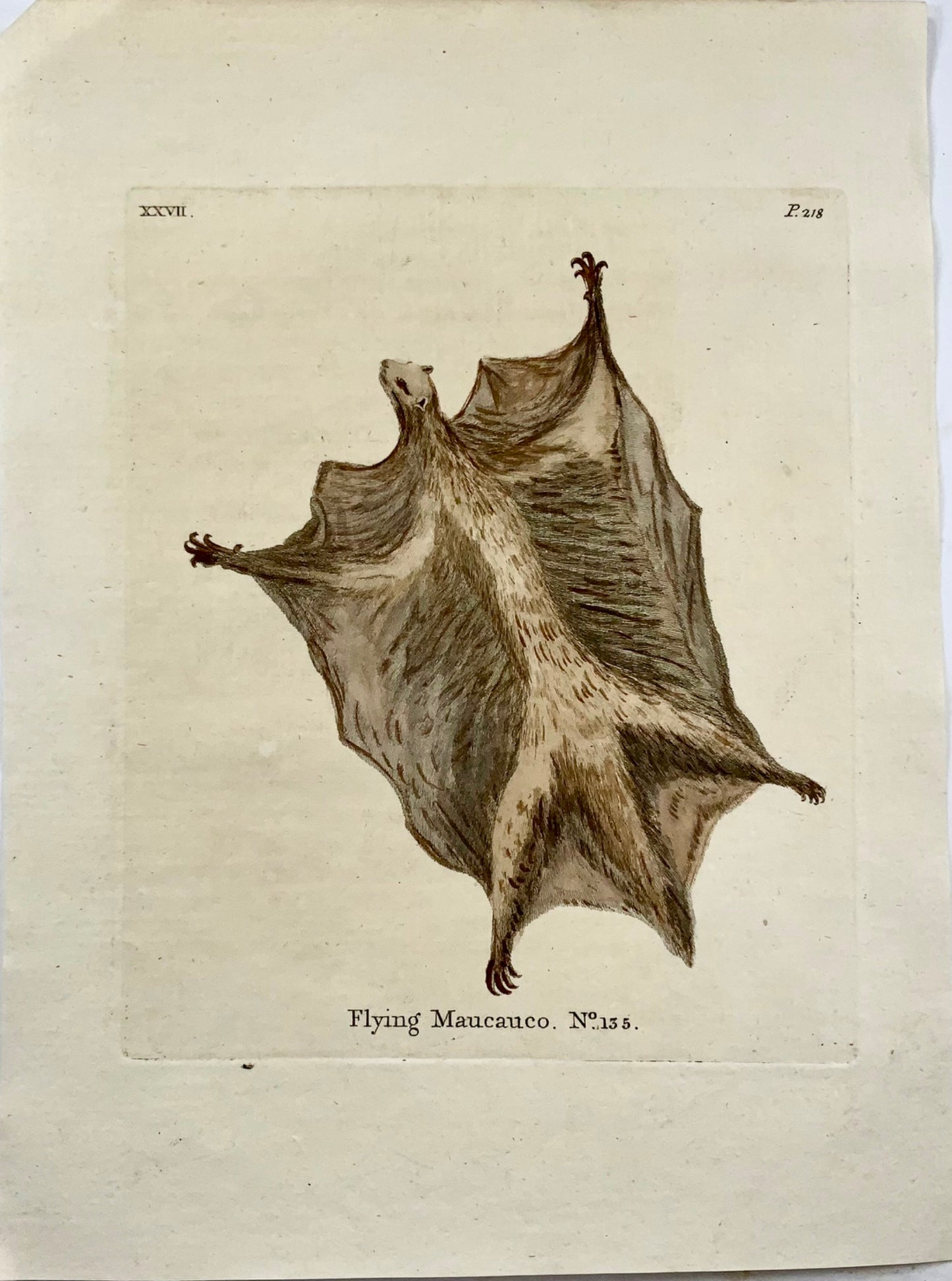 1777 Lémurien volant, Th. Fanion, Quarto, coloré à la main, mammifère