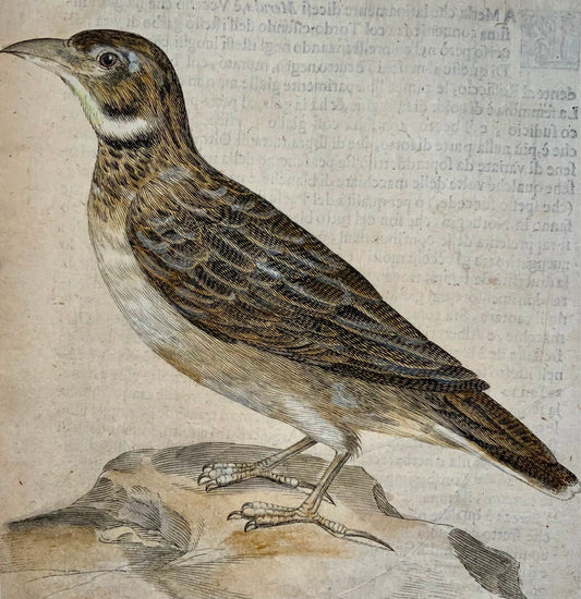 1622 Calandra Lark, Ornithologie, Fourmi. Tempête ; F. Villamena, Maître Gravure 