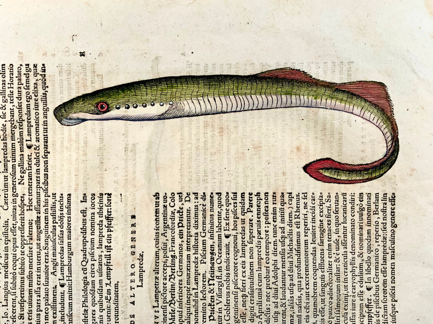 1558 Lamproie Eels, Conrad Gesner, folio, gravure sur bois, coloriée à la main, First State