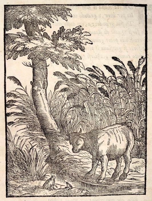1570 Le crapaud et le veau, Verdizotti (né en 1525), gravure sur bois, fable, art