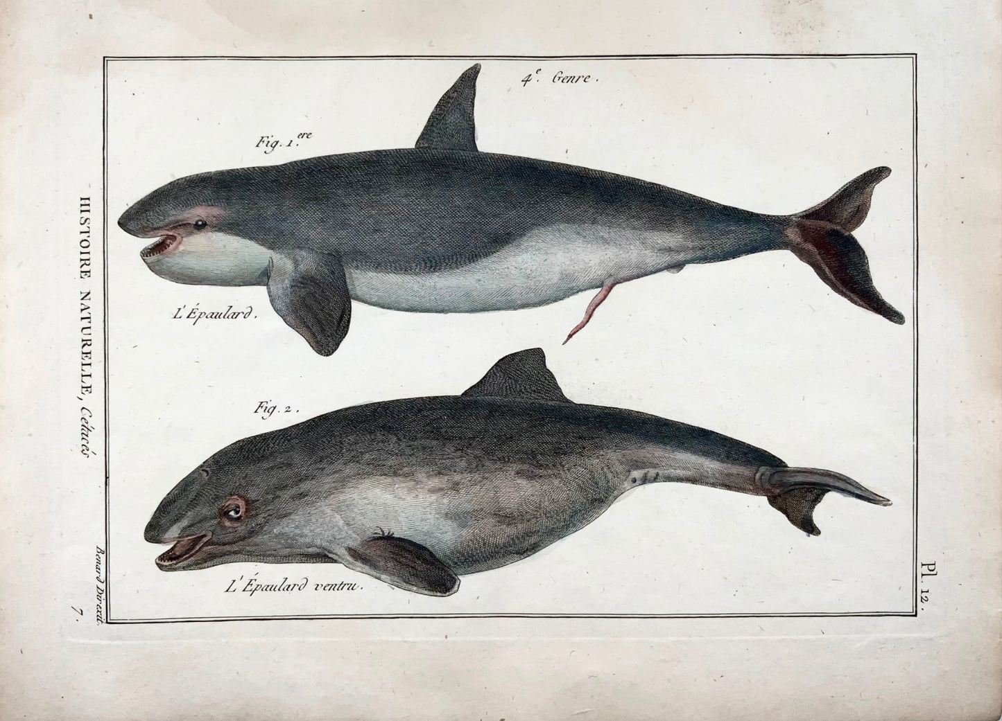 1789 Orque, baleines, mammifères, Benard sc. in-quarto, couleur à la main, gravure, vie marine
