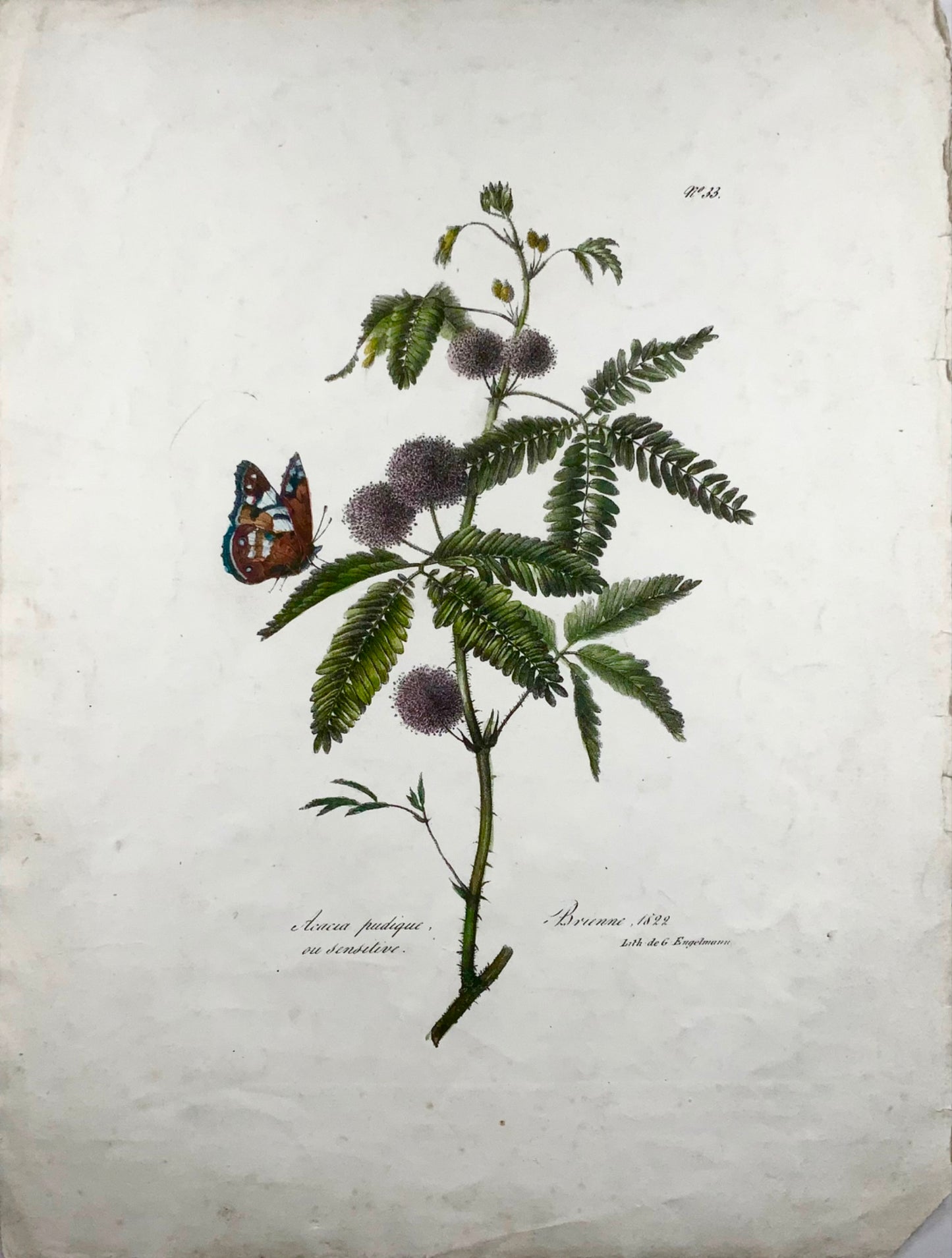 1822 Acacia, Butterfly, large folio, Engelmann, lithograh, botany, hand colour