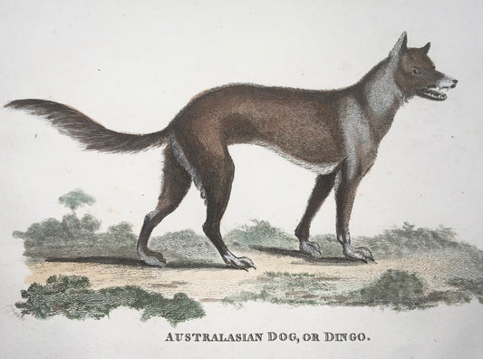 1800 Australian Dingo, mammifère, Heath sculp., bonne première impression, couleur de la main