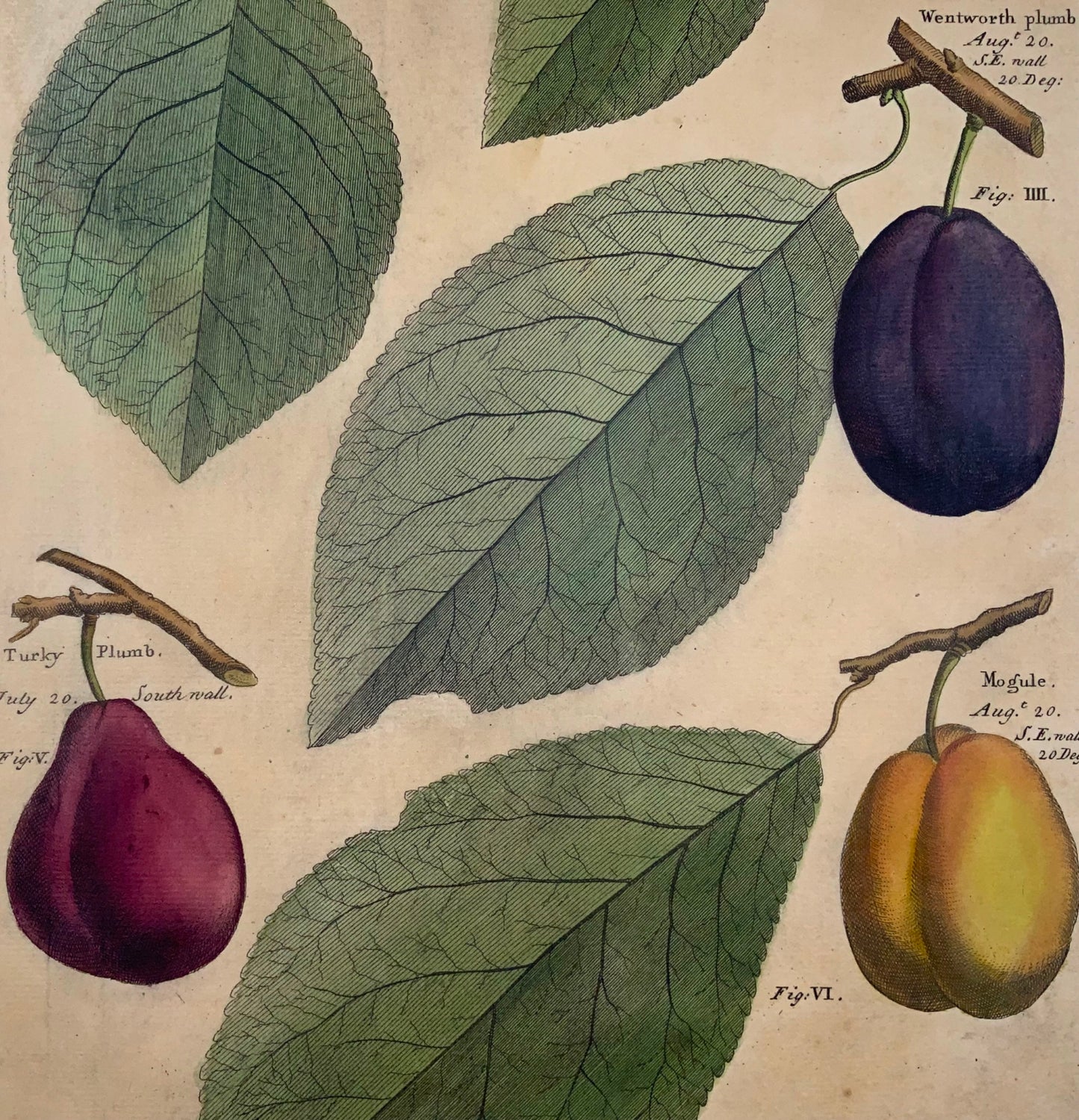 1729 Pomona : prunes, fruits, Batty Langley (né en 1696), grand in-folio, botanique 