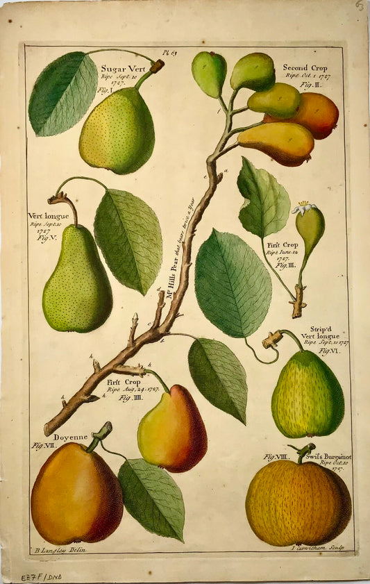 1729 Pomona: pears, botany, Batty Langley (b. 1696), large folio, fruit
