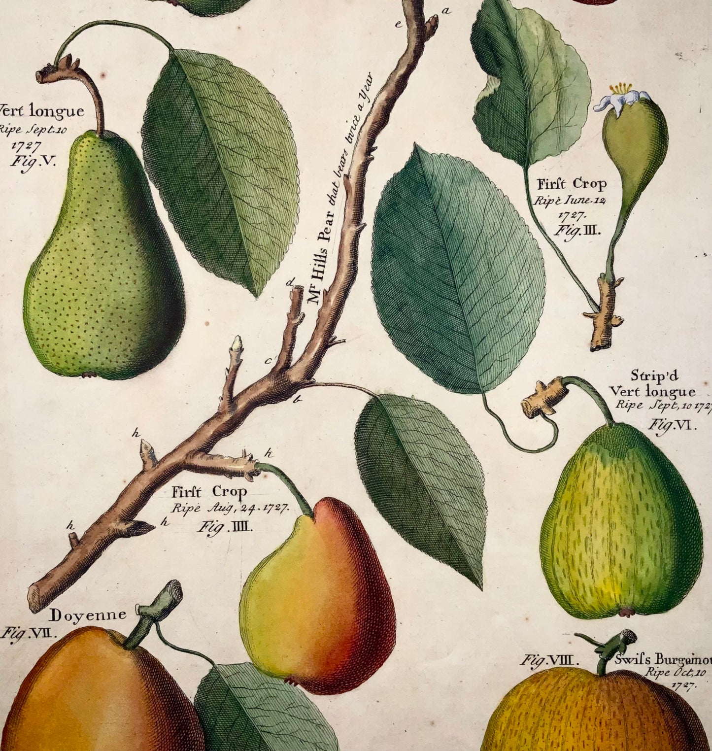 1729 Pomona: pears, botany, Batty Langley (b. 1696), large folio, fruit