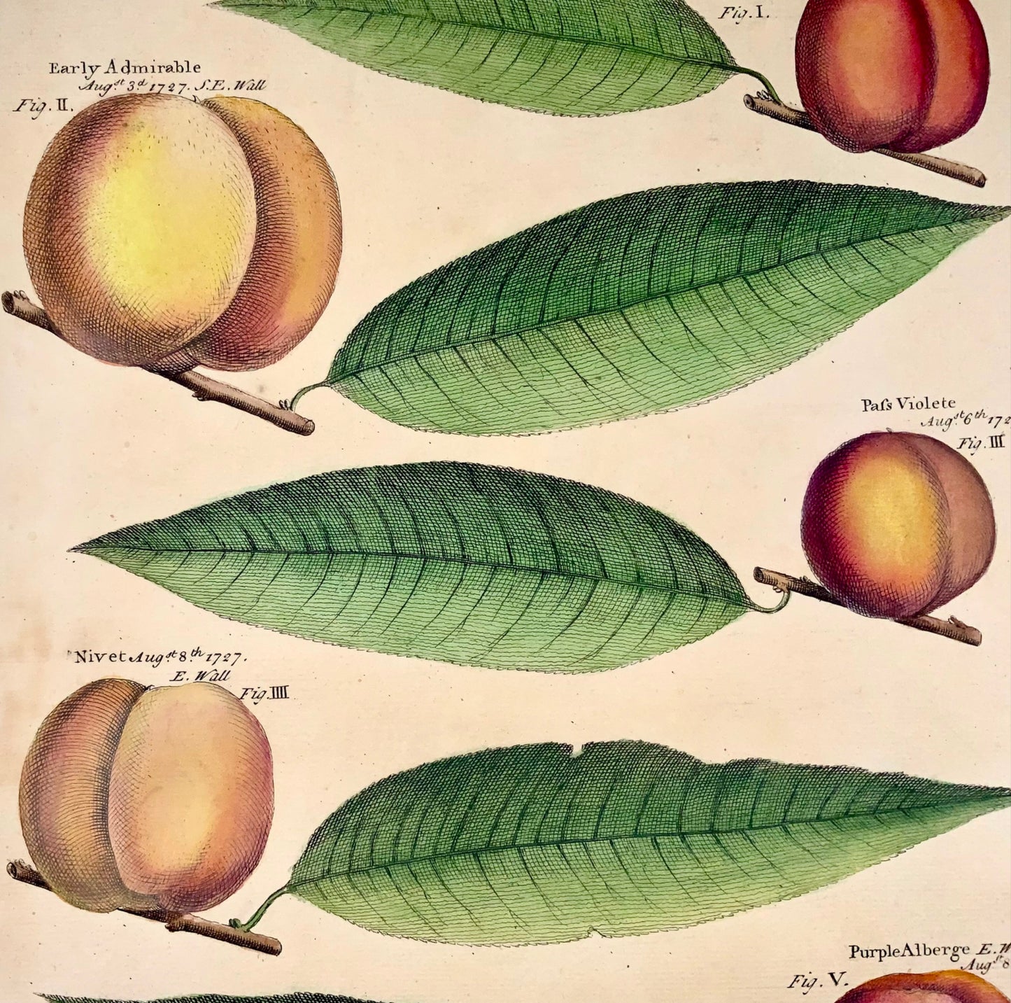 1729 Pomona: apricots, fruit, Batty Langley (b. 1696), large folio, botany