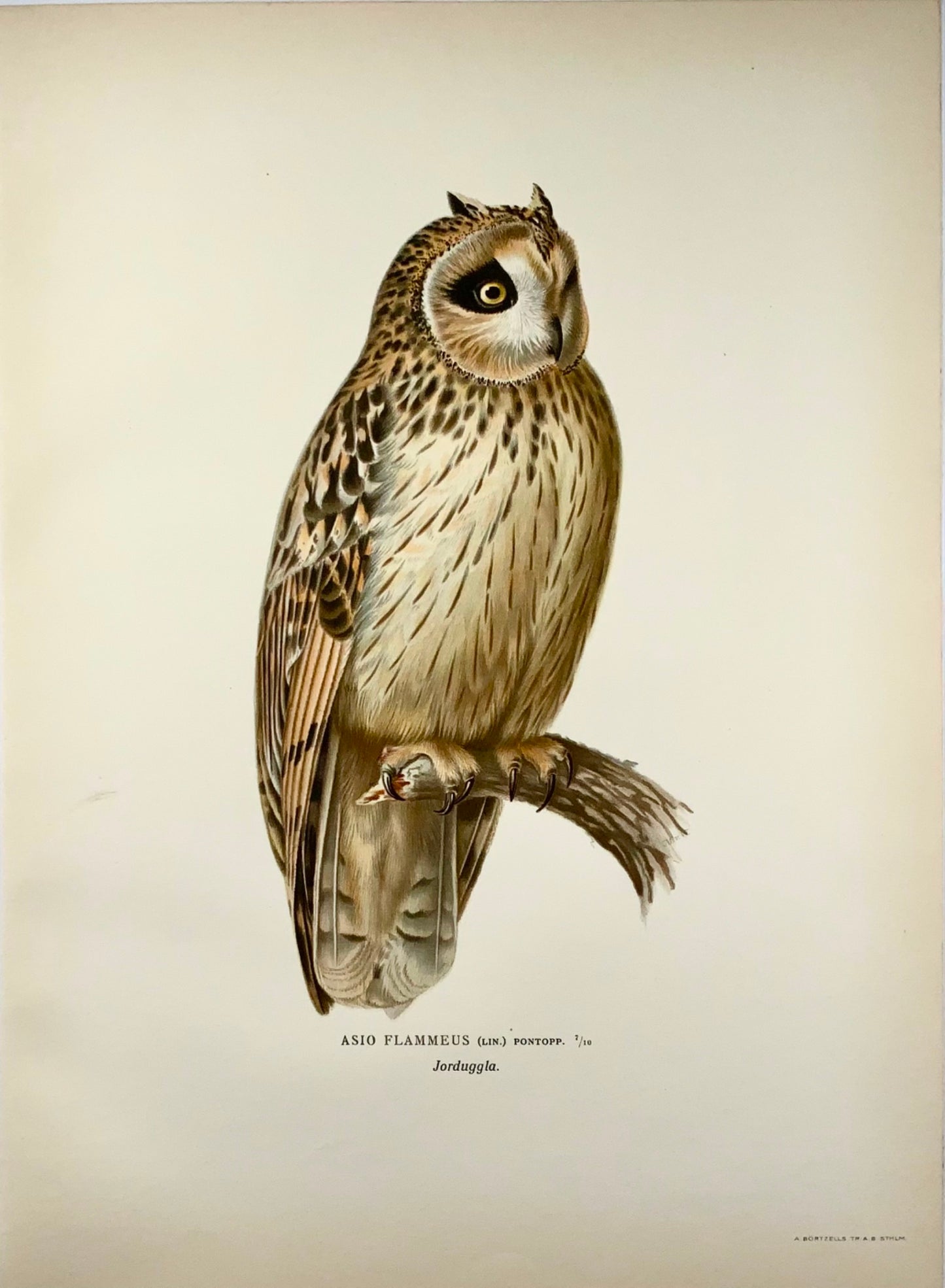 1918 Von Wright, Hibou des marais, grande lithographie in-folio, ornithologie