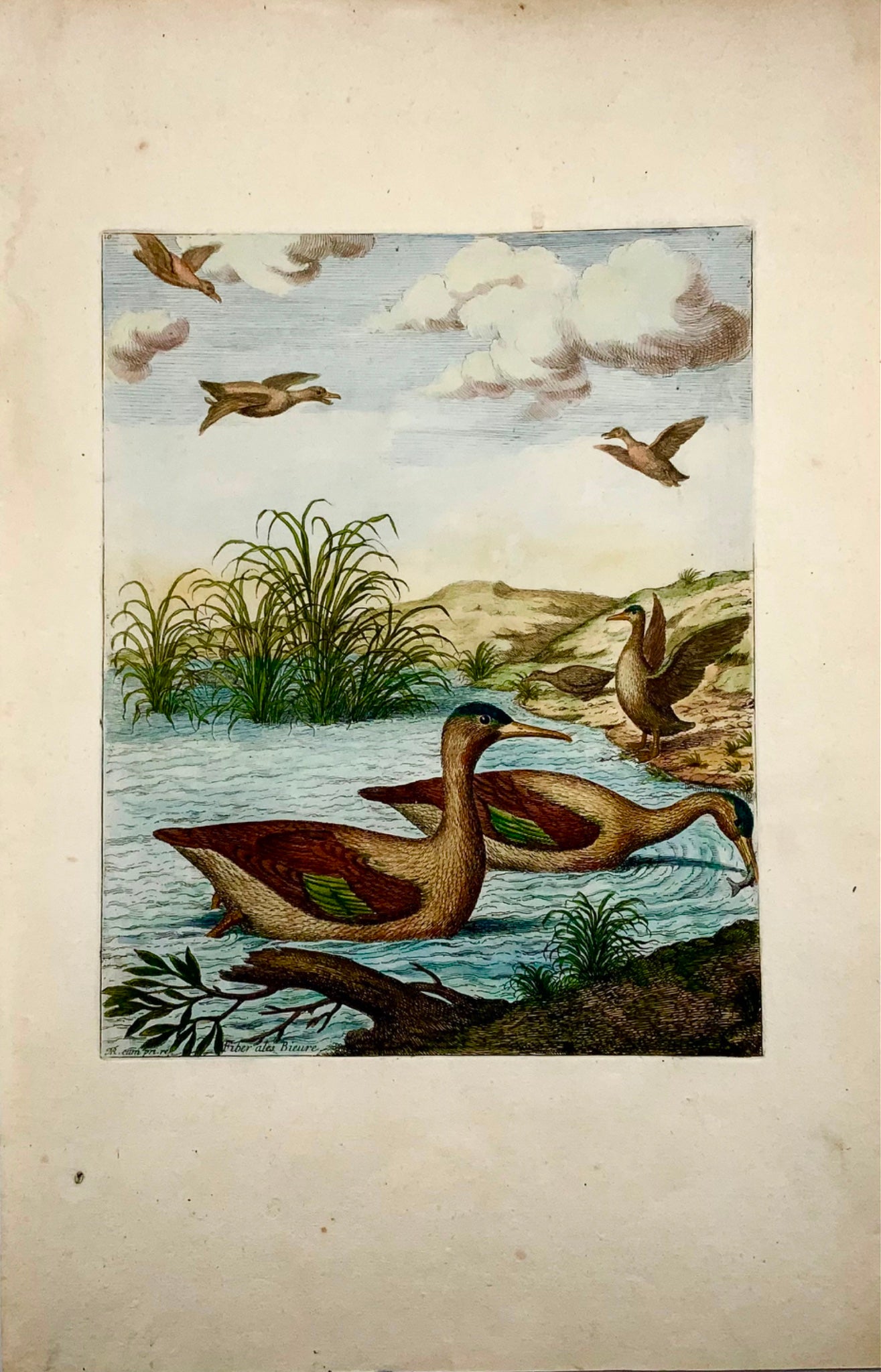 1673 Canards harles, Nicolas Robert (né en 1614) grande gravure in-folio en couleur à la main