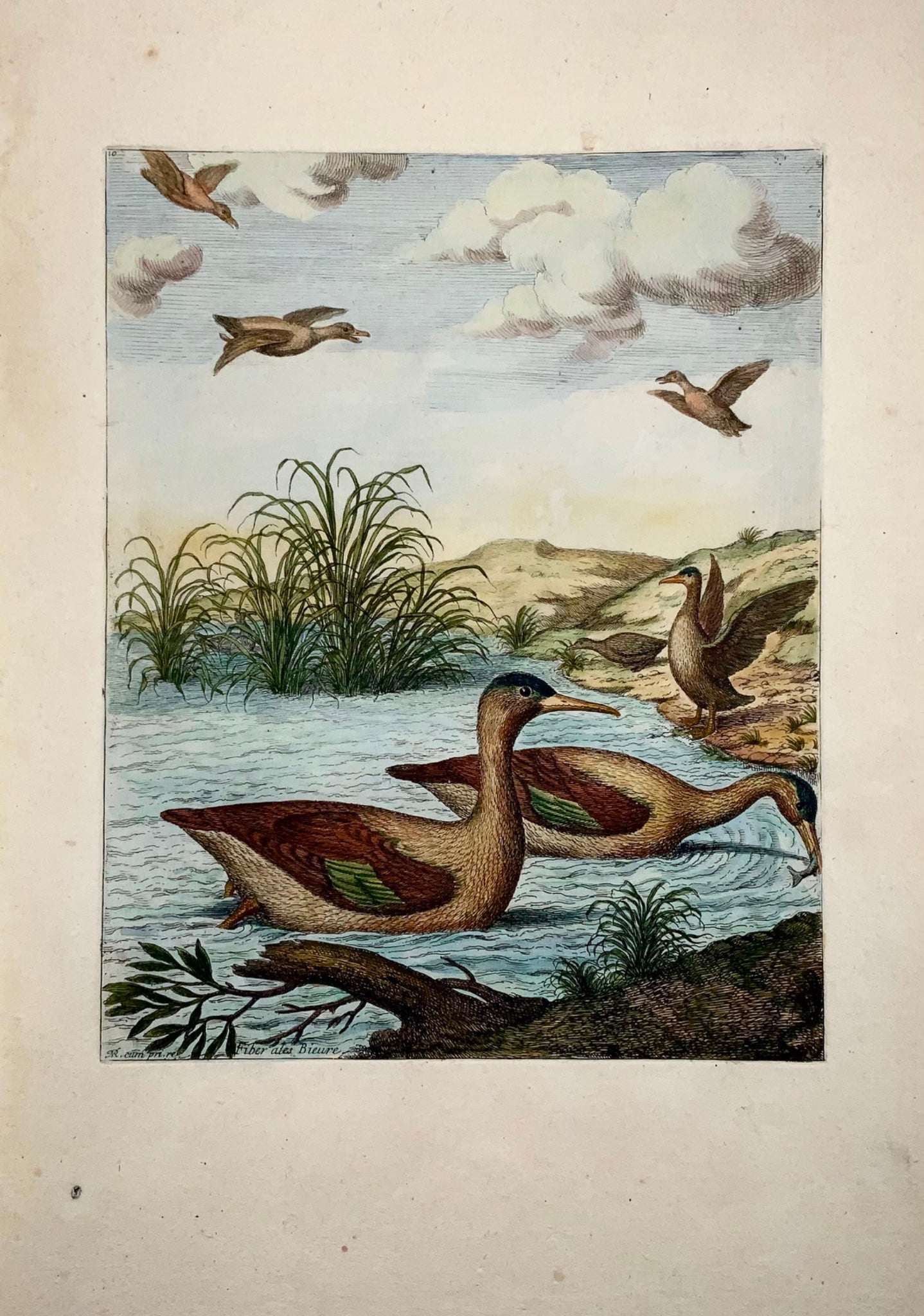 1673 Merganser ducks, Nicolas Robert (b.1614) large folio etching in hand colour