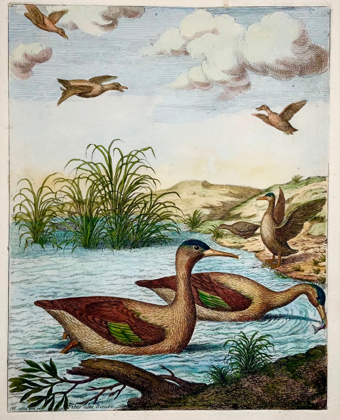 1673 Canards harles, Nicolas Robert (né en 1614) grande gravure in-folio en couleur à la main