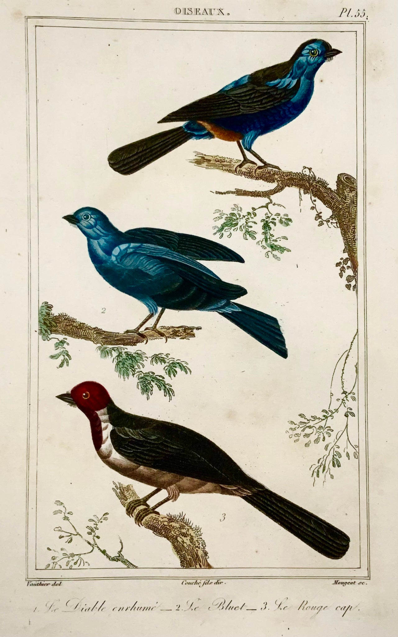 1827 Tangaras, ornithologie, Vauthier, superbe gravure en pointillés colorés