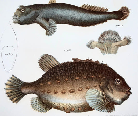 1860 Lumpfish, Mudskipper, poisson, Fitzinger, lithographie couleur, finition à la main