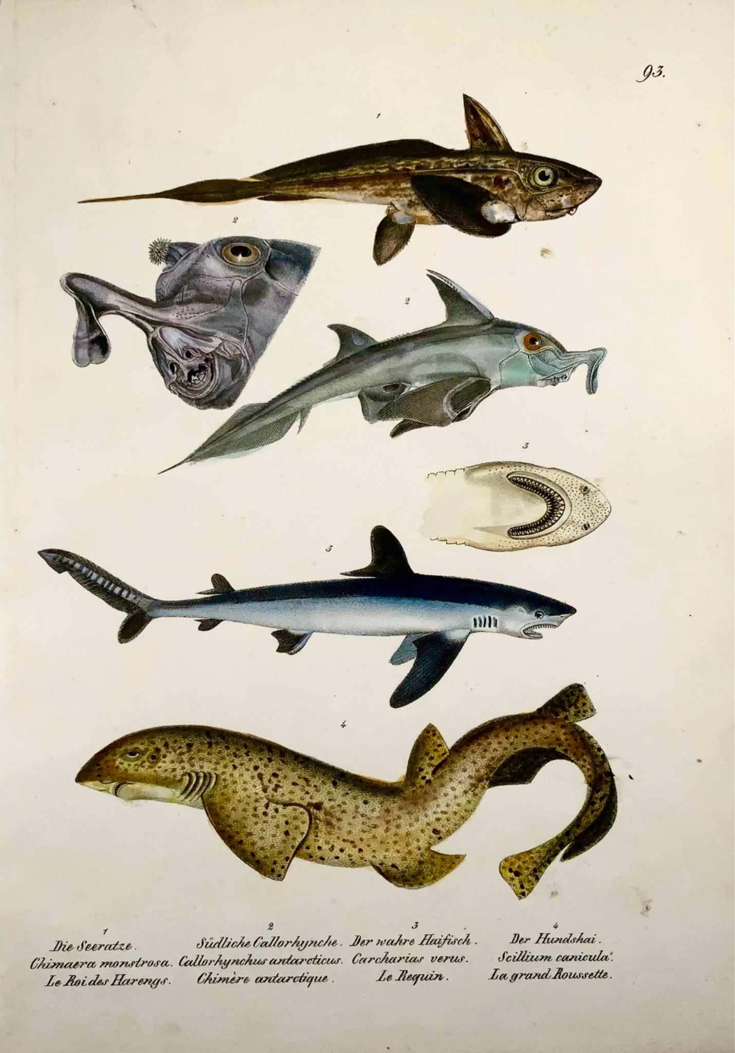 1833 Sharks, H. Schinz (b. 1777), mammals, folio, handcoloured lithograph