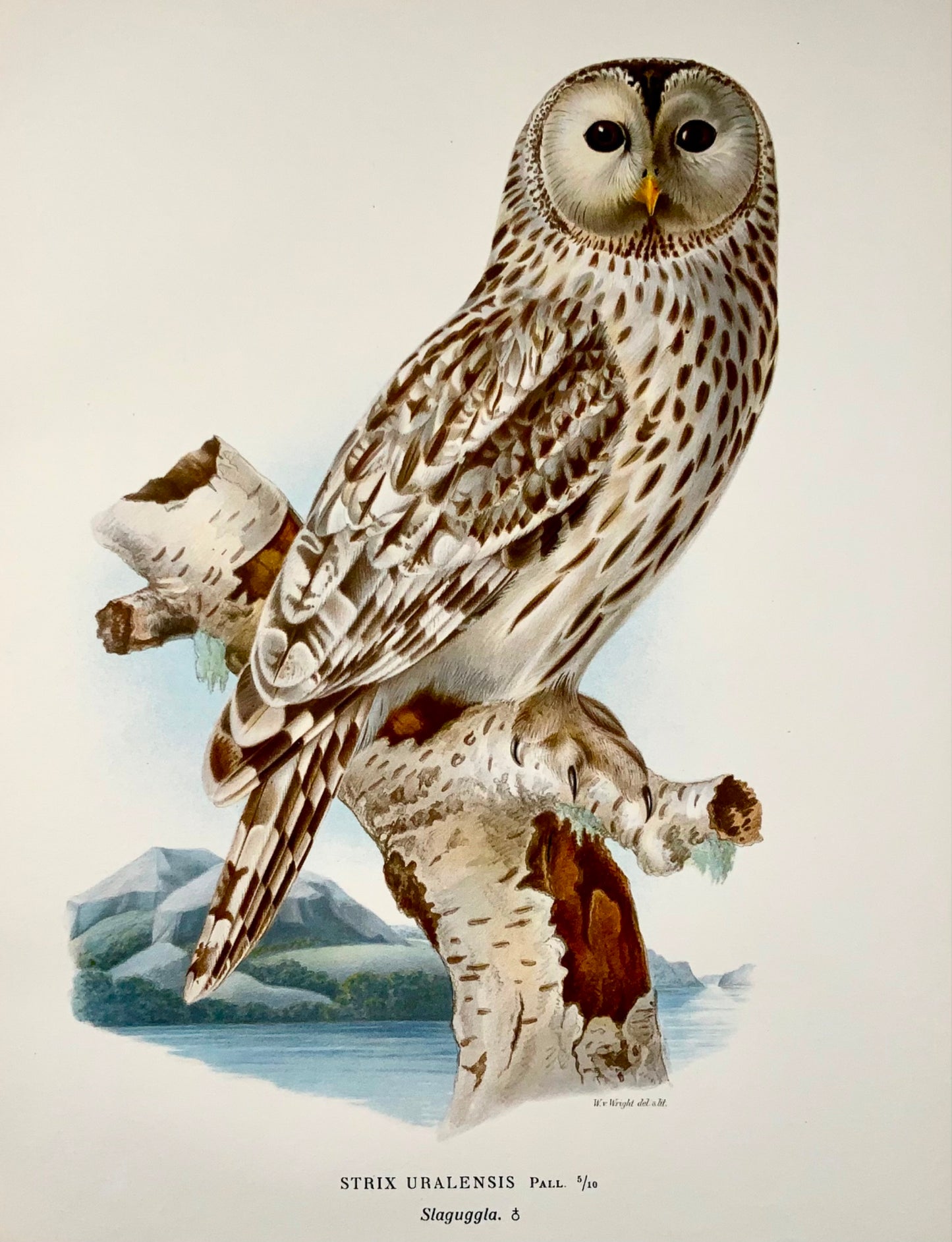 1918 Von Wright, Ural Owl, grande lithographie in-folio, ornithologie