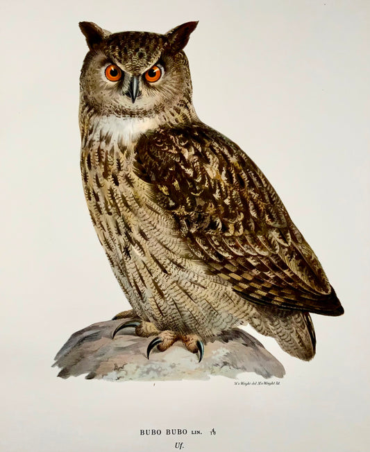 1918 Von Wright, Eagle Owl, grande lithographie in-folio, ornithologie