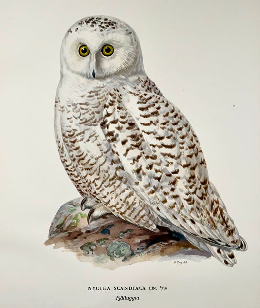 1918 Von Wright, Snowy Owl, large folio lithograph, ornithology