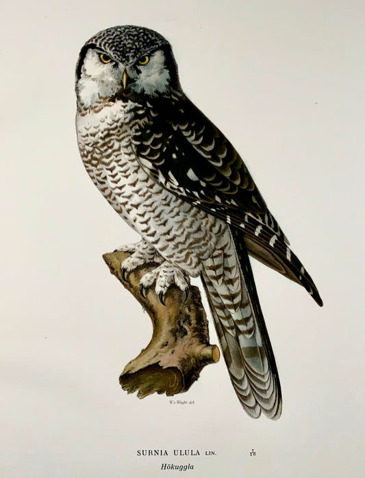 1918 Von Wright, Hawk-Owl, grande lithographie in-folio, ornithologie