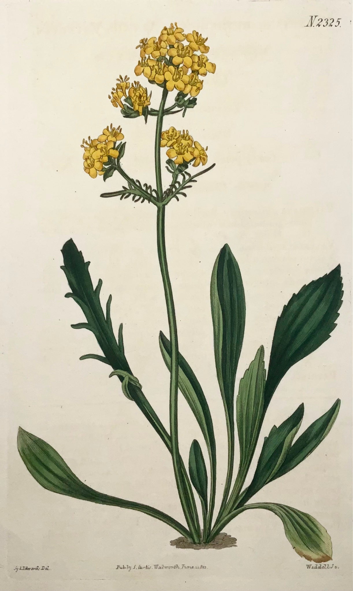1822 Valériane jaune, botanique, Syd. Edwards, gravure coloriée à la main