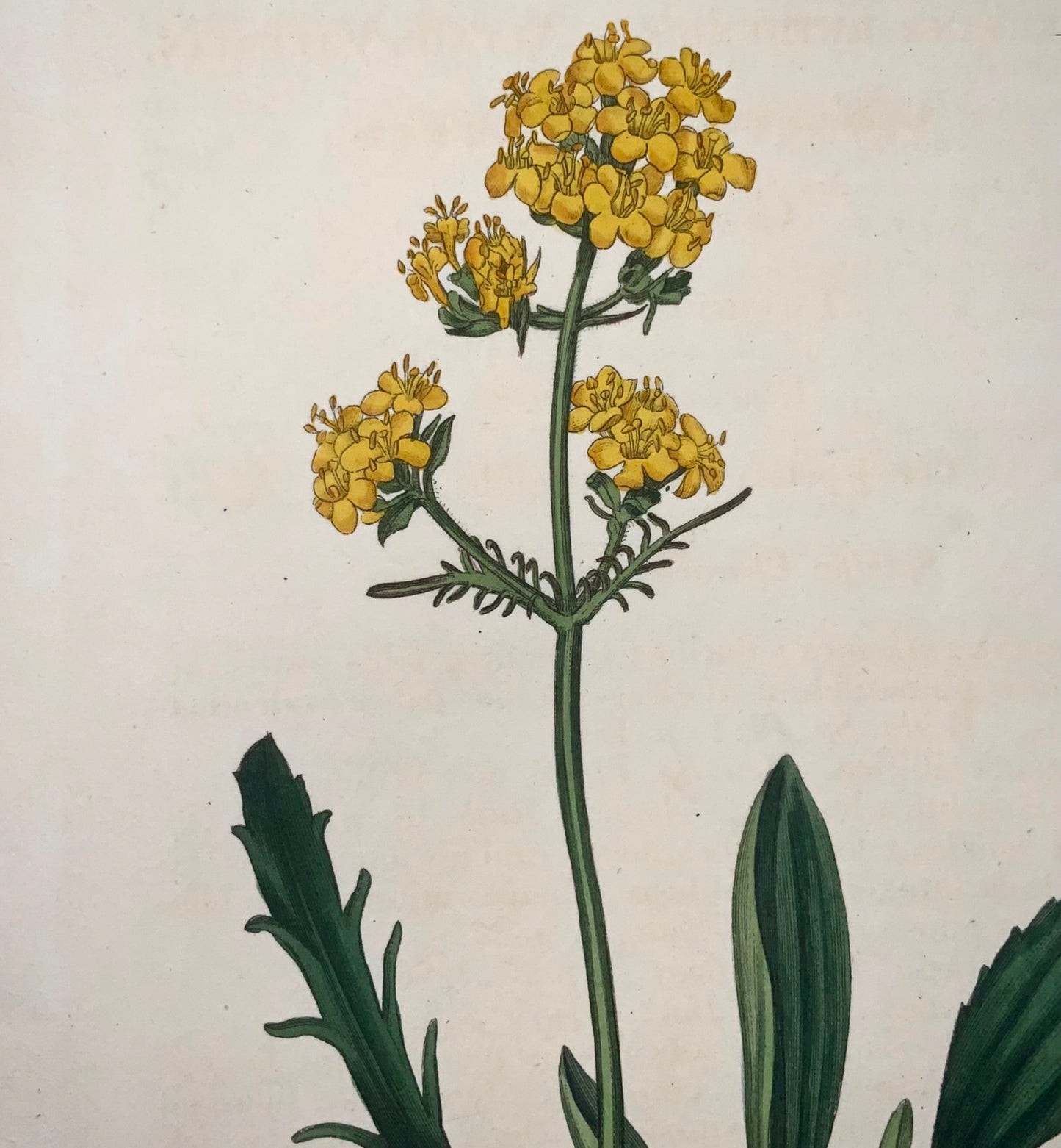 1822 Valériane jaune, botanique, Syd. Edwards, gravure coloriée à la main