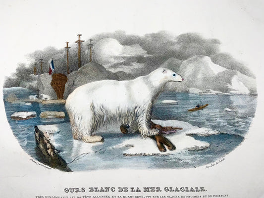 1827 Ours polaire, mammifère, Oudart, grande lithographie en pierre colorée à la main, rare