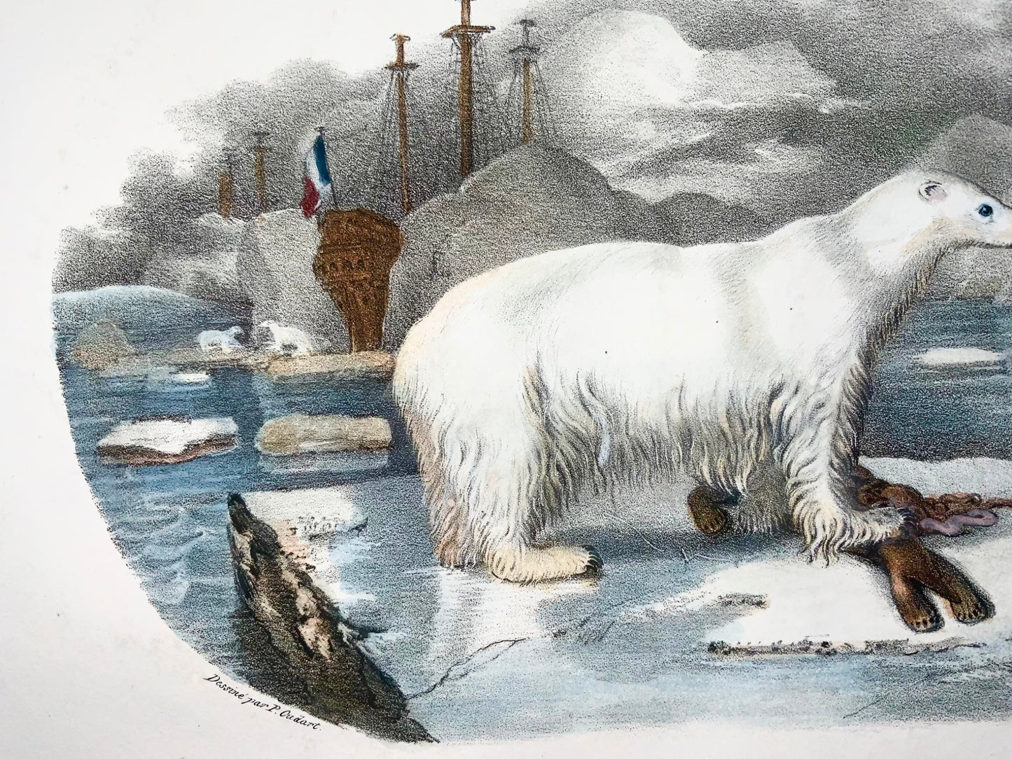 1827 Ours polaire, mammifère, Oudart, grande lithographie en pierre colorée à la main, rare