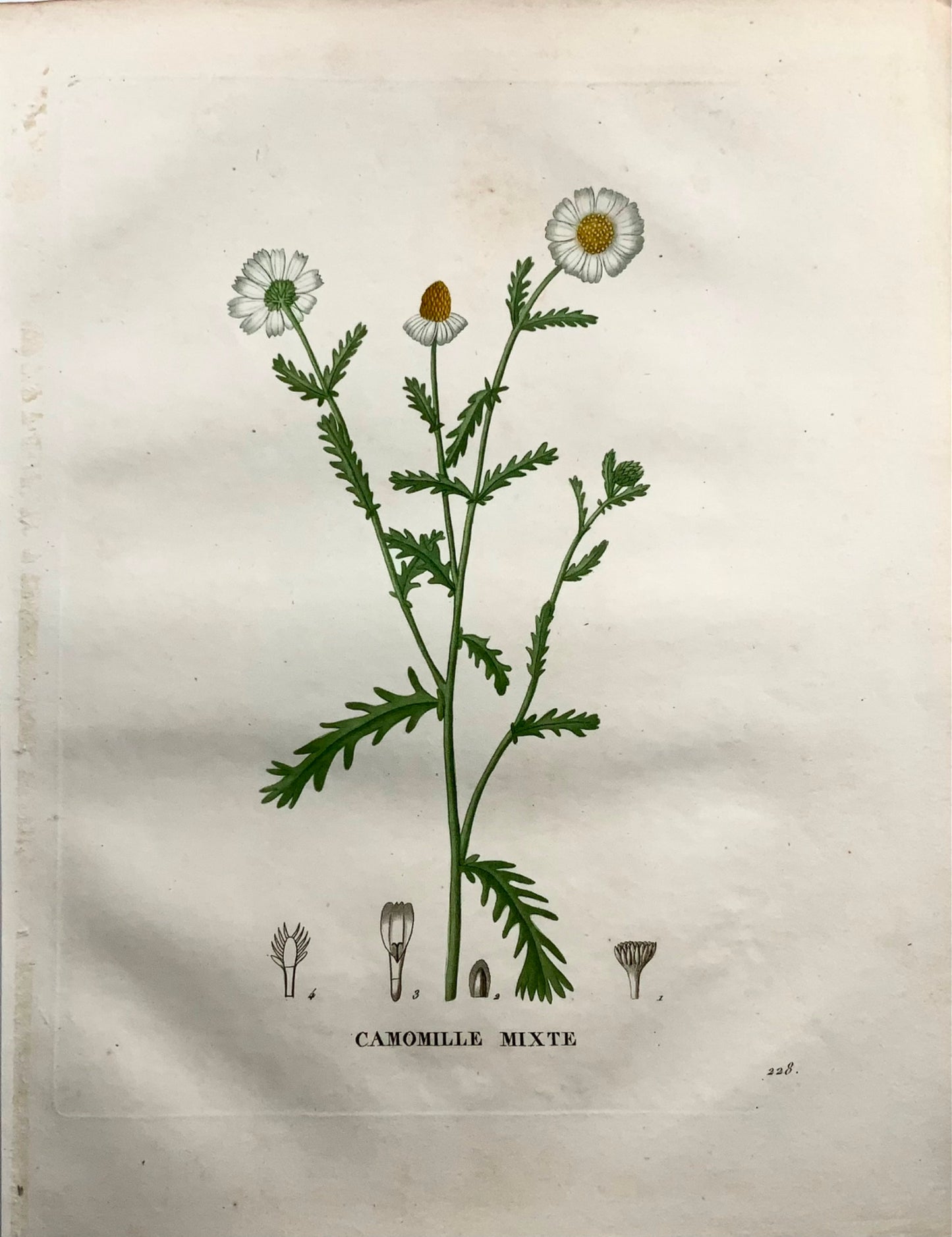 1805 Chamomile II, Saint-Hilaire, stipple engraving, botany