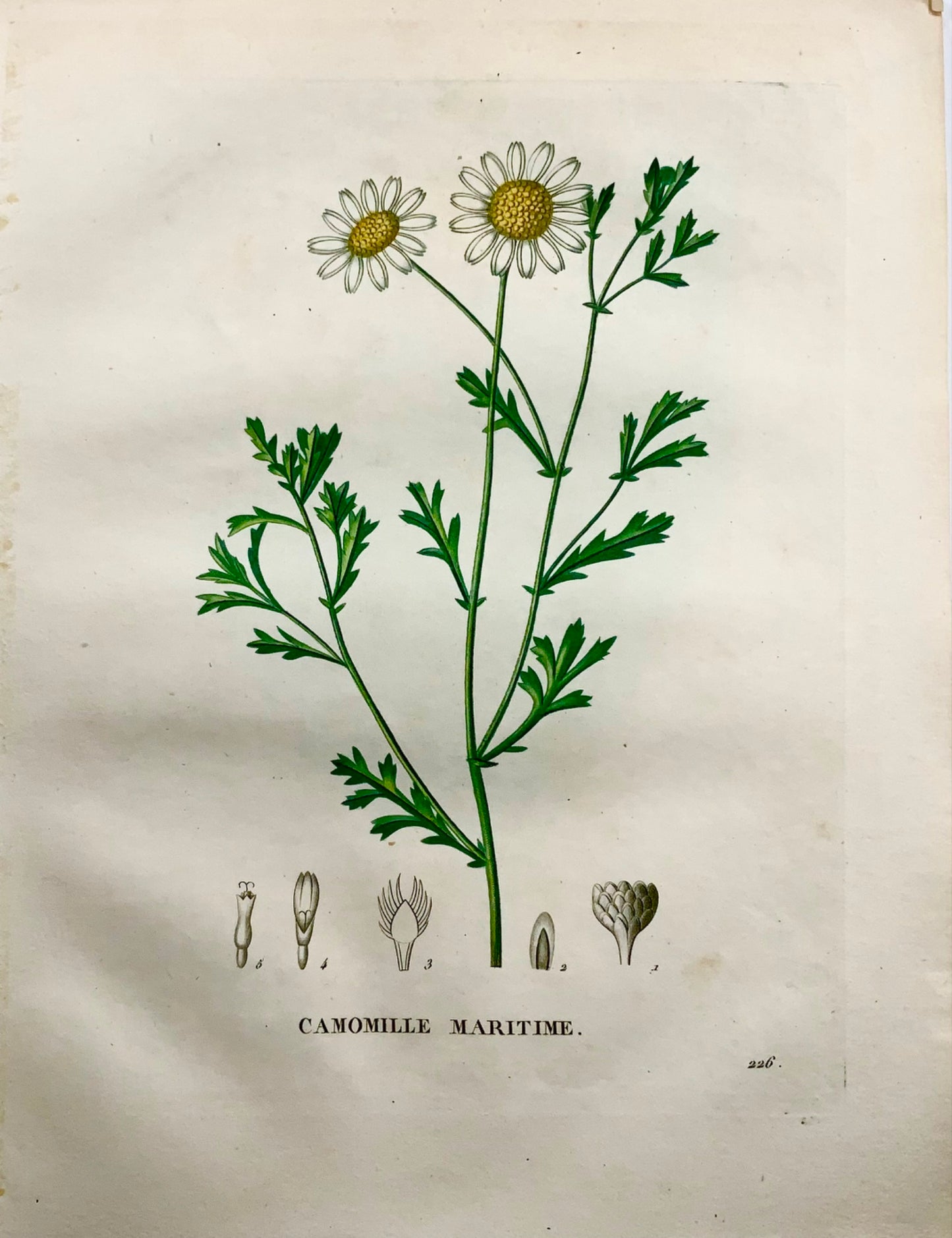 1805 Chamomile I, Saint-Hilaire, stipple engraving, botany
