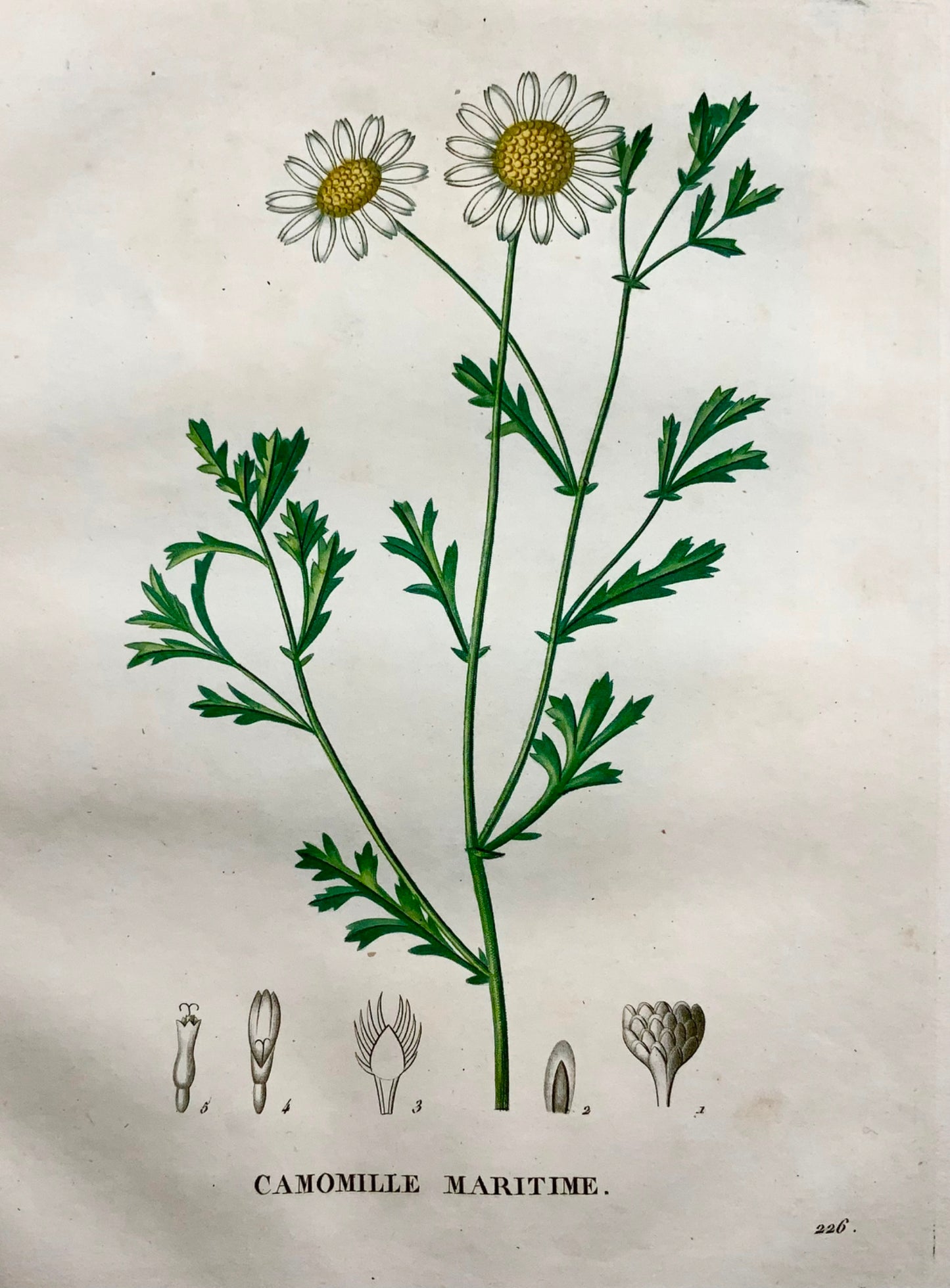 1805 Chamomile I, Saint-Hilaire, stipple engraving, botany