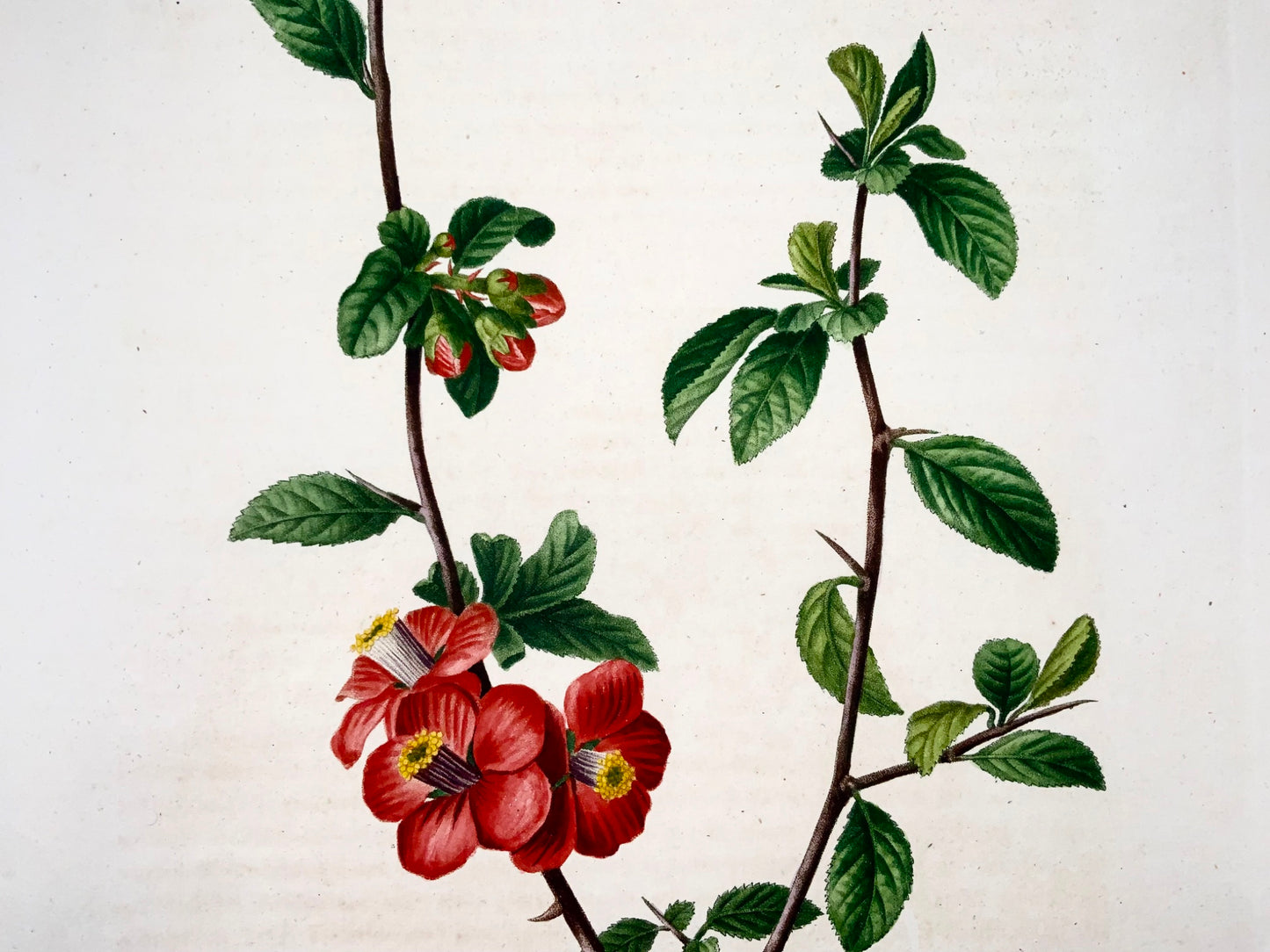 1801 Coing chinois, Bessa, gravure en pointillé folio, couleur à la main, fruit botanique