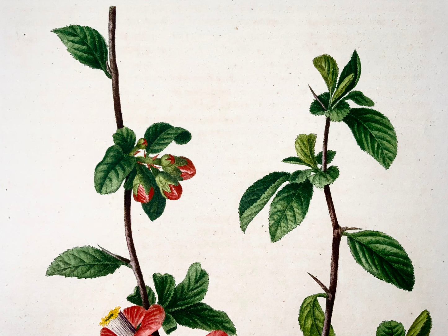 1801 Coing chinois, Bessa, gravure en pointillé folio, couleur à la main, fruit botanique