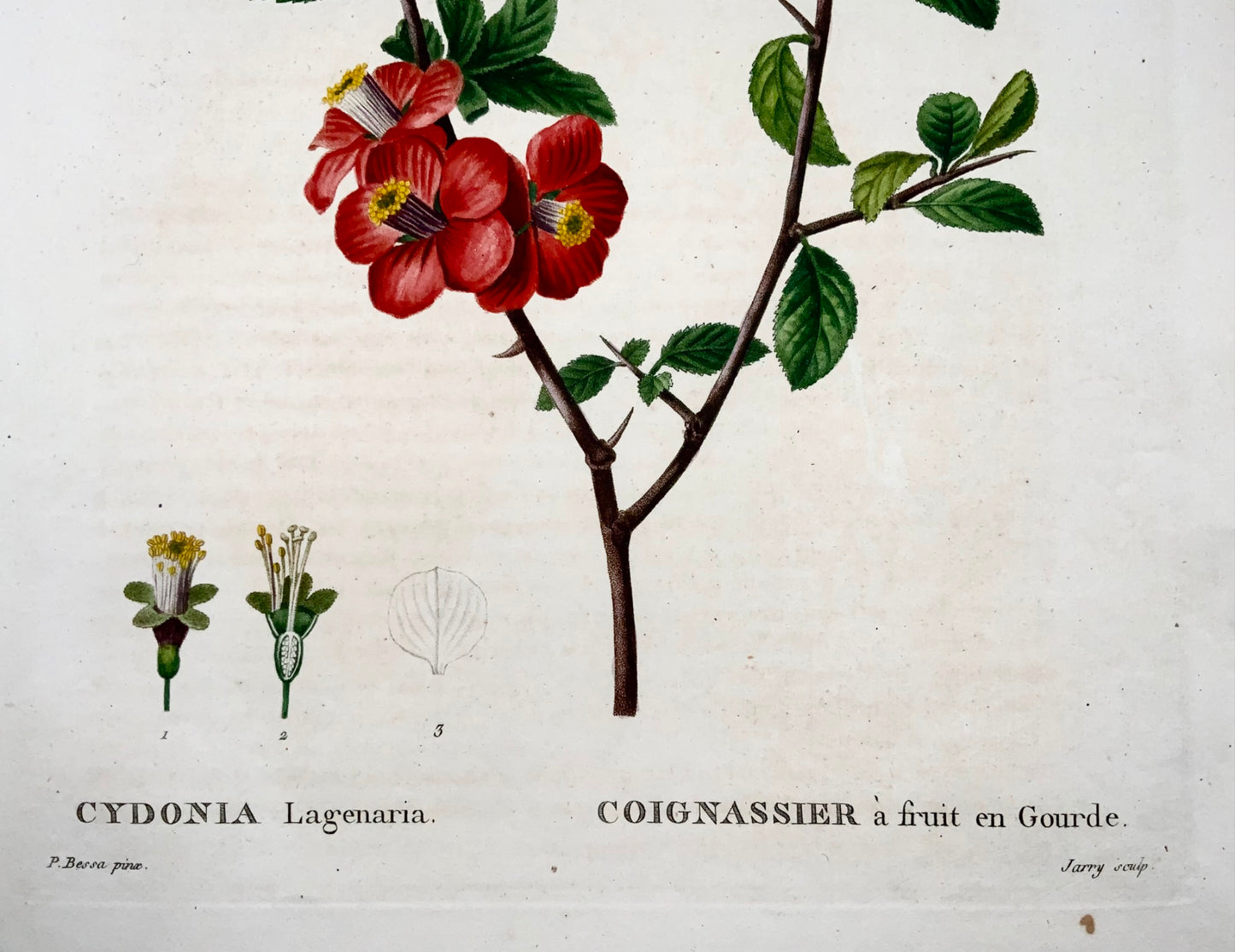 1801 Coing chinois, Bessa, gravure en pointillé folio, couleur à la main, fruit botanique