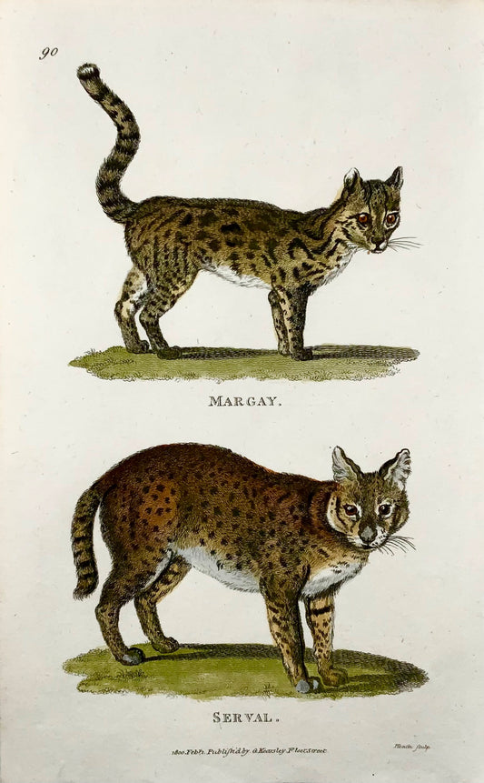1800 Serval, Margay, mammifère, Heath sculp., bonne première impression, couleur de la main