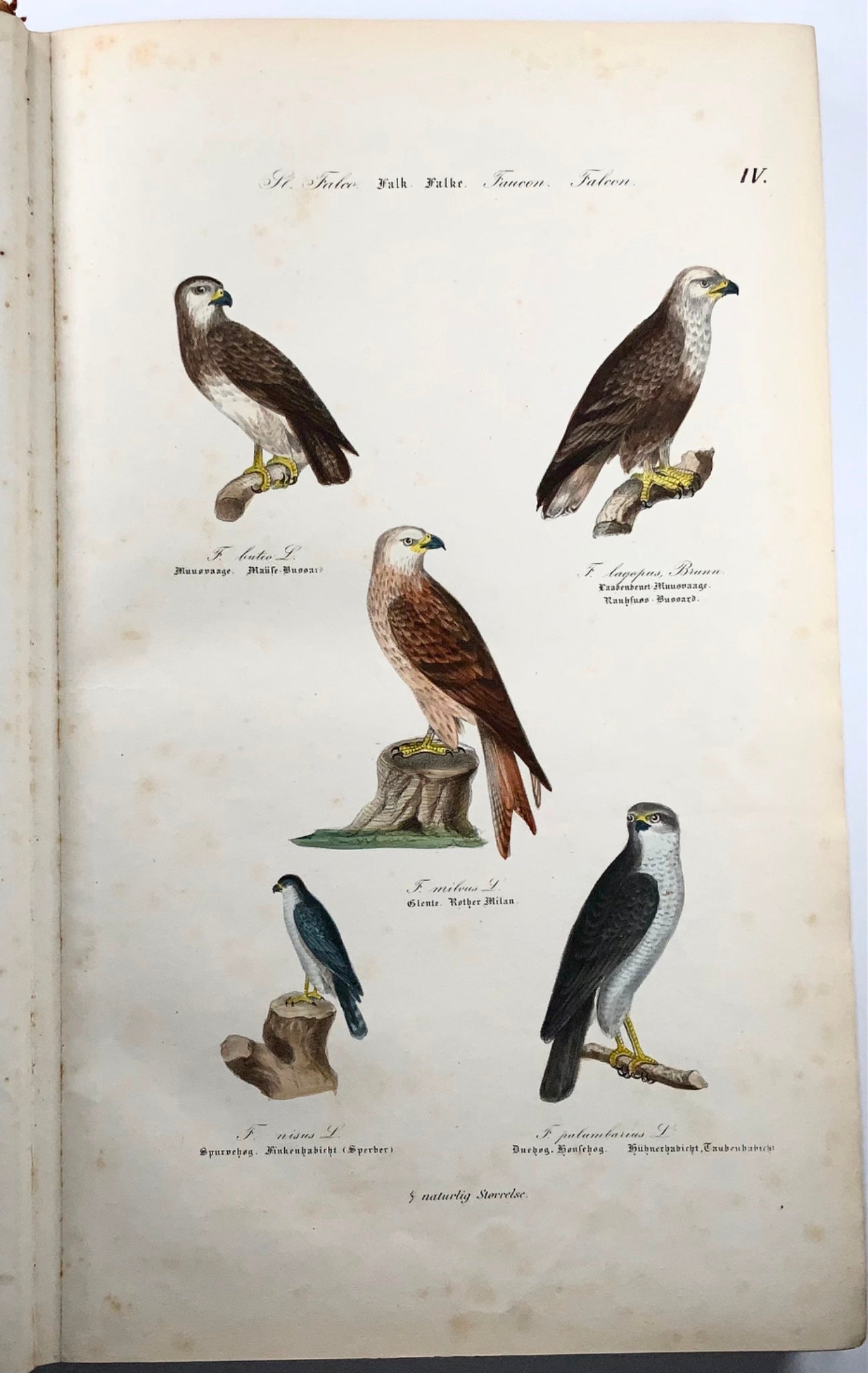 1872-88 Kjaerbölling, Oiseaux de Scandinavie, in-folio, 107 planches coloriées à la main, livre