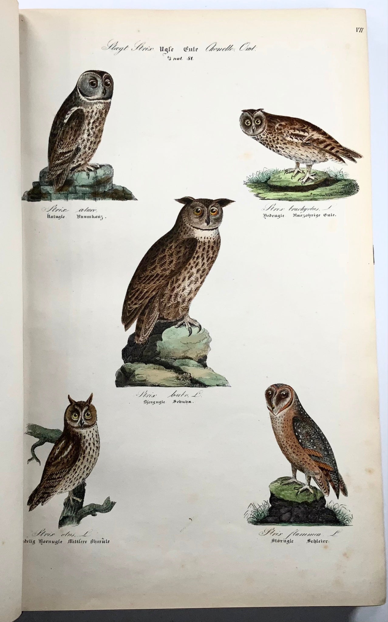 1872-88 Kjaerbölling, Birds of Scandinavia, folio, 107 hand coloured plates, book