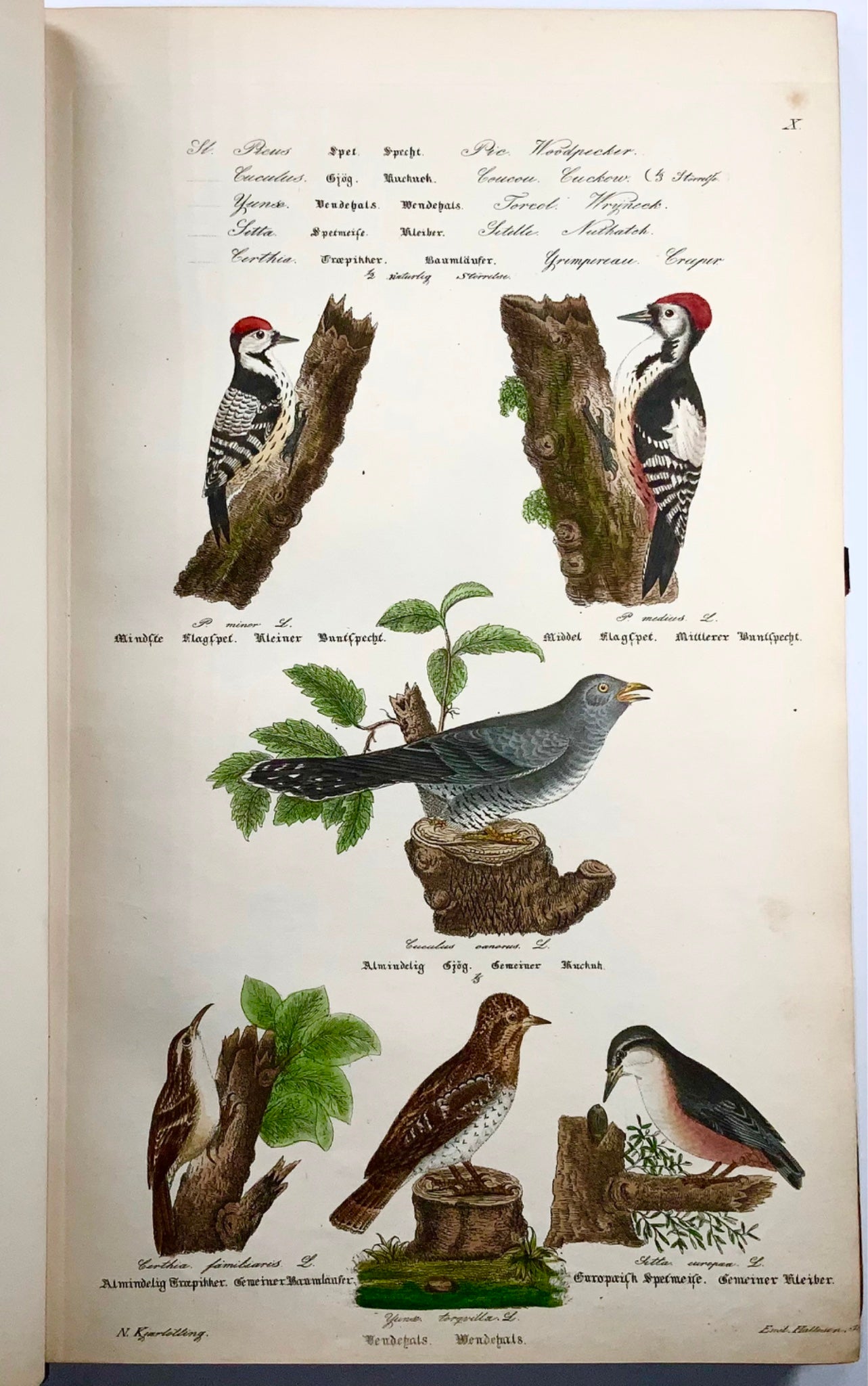 1872-88 Kjaerbölling, Oiseaux de Scandinavie, in-folio, 107 planches coloriées à la main, livre