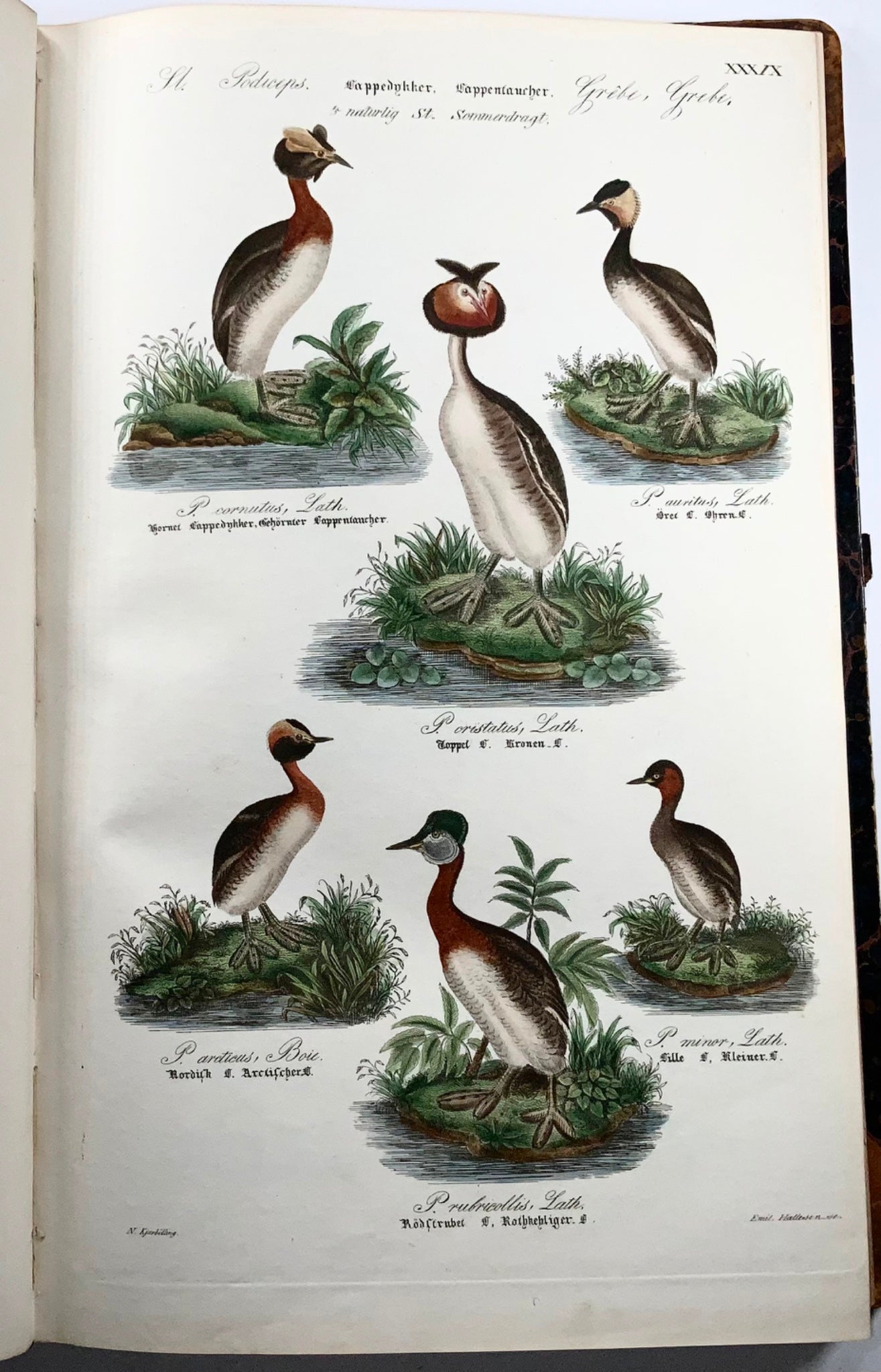 1872-88 Kjaerbölling, Oiseaux de Scandinavie, in-folio, 107 planches coloriées à la main, livre