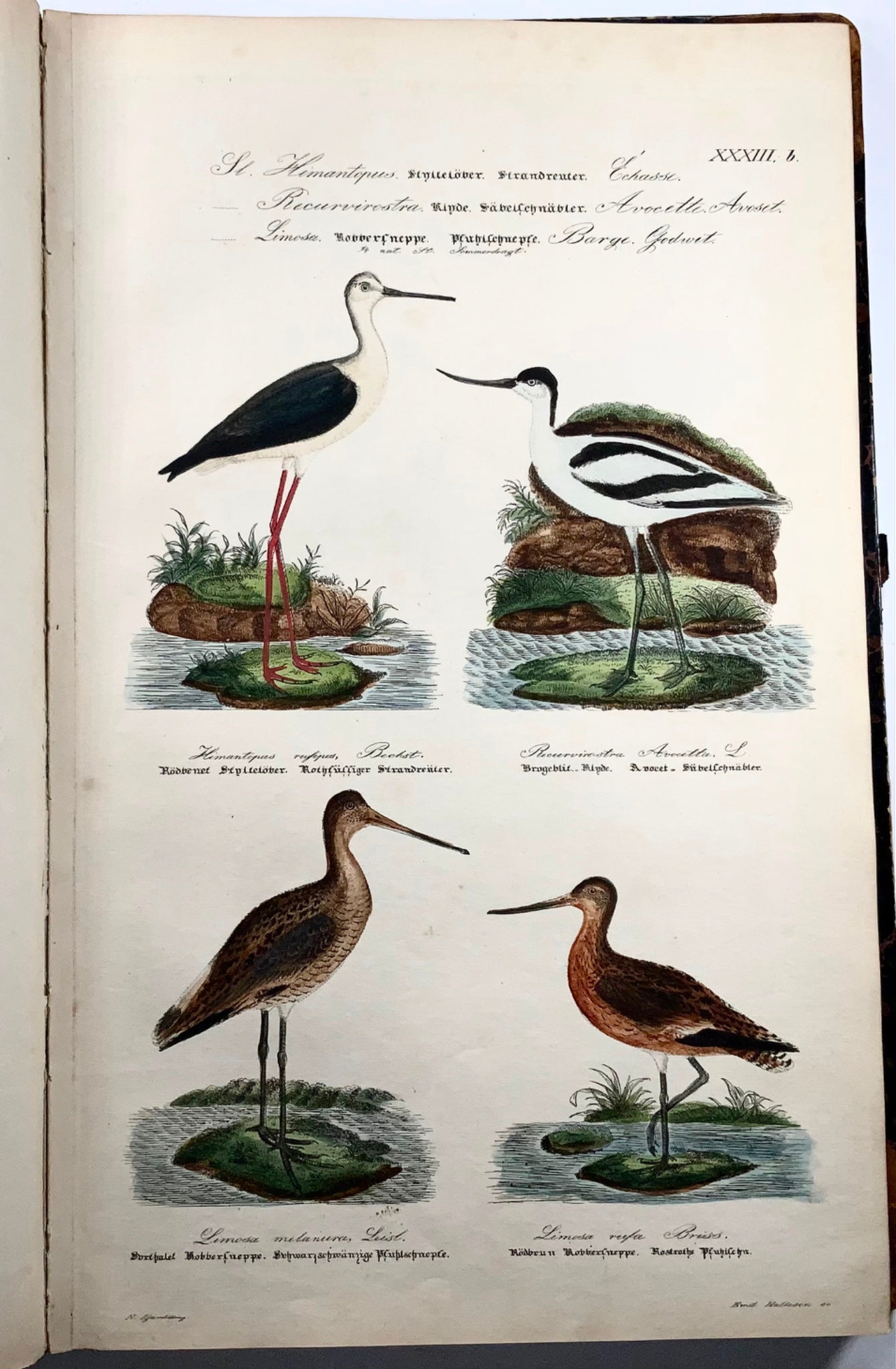 1872-88 Kjaerbölling, Oiseaux de Scandinavie, in-folio, 107 planches coloriées à la main, livre