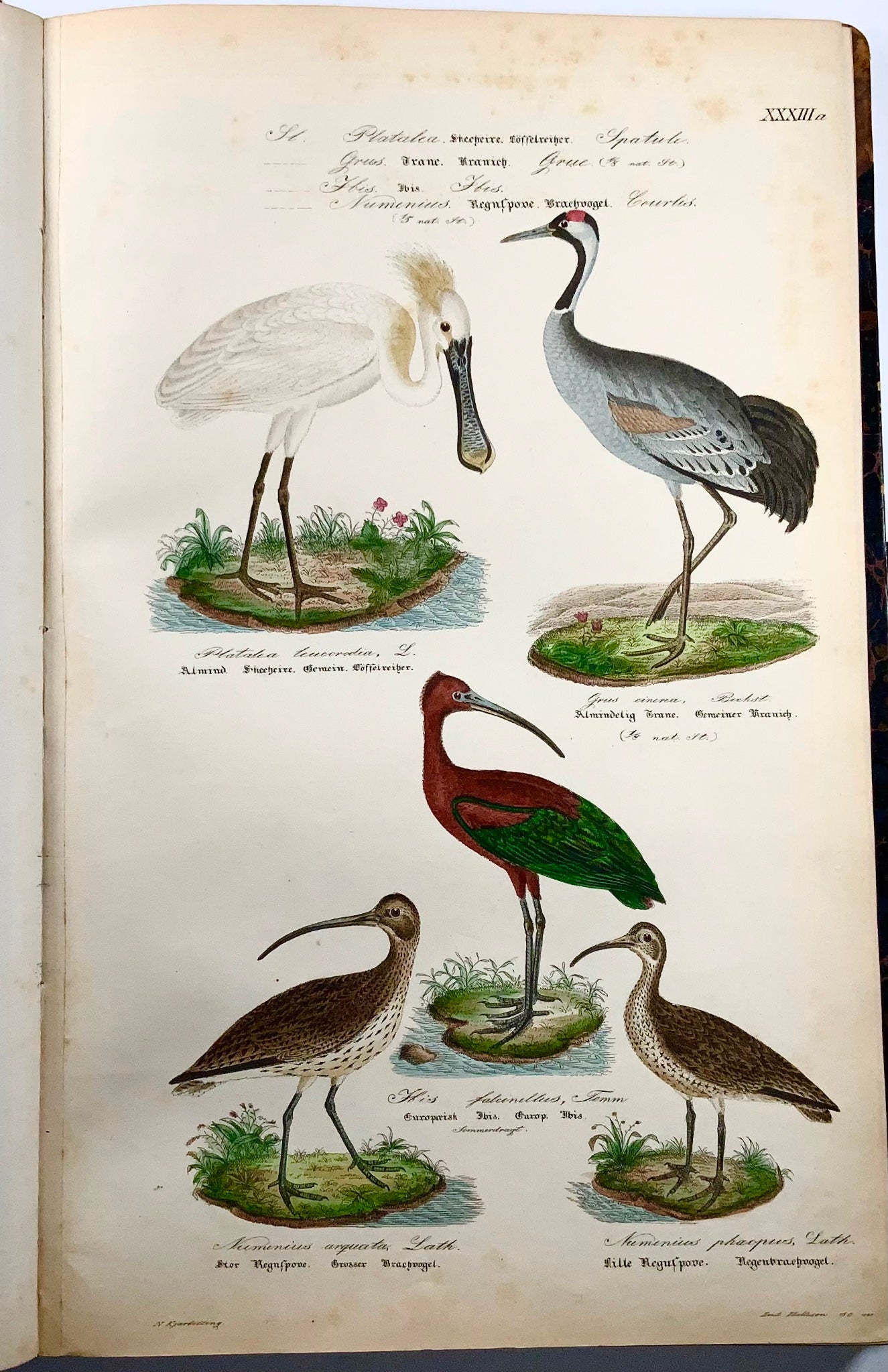 1872-88 Kjaerbölling, Oiseaux de Scandinavie, in-folio, 107 planches coloriées à la main, livre