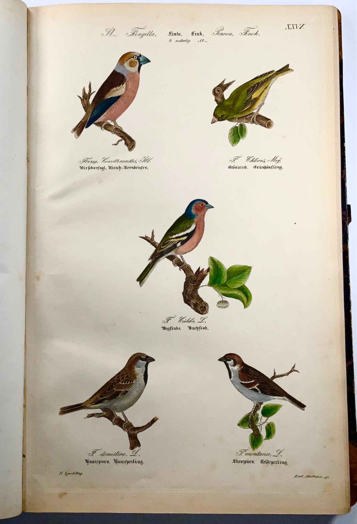 1872-88 Kjaerbölling, Oiseaux de Scandinavie, in-folio, 107 planches coloriées à la main, livre