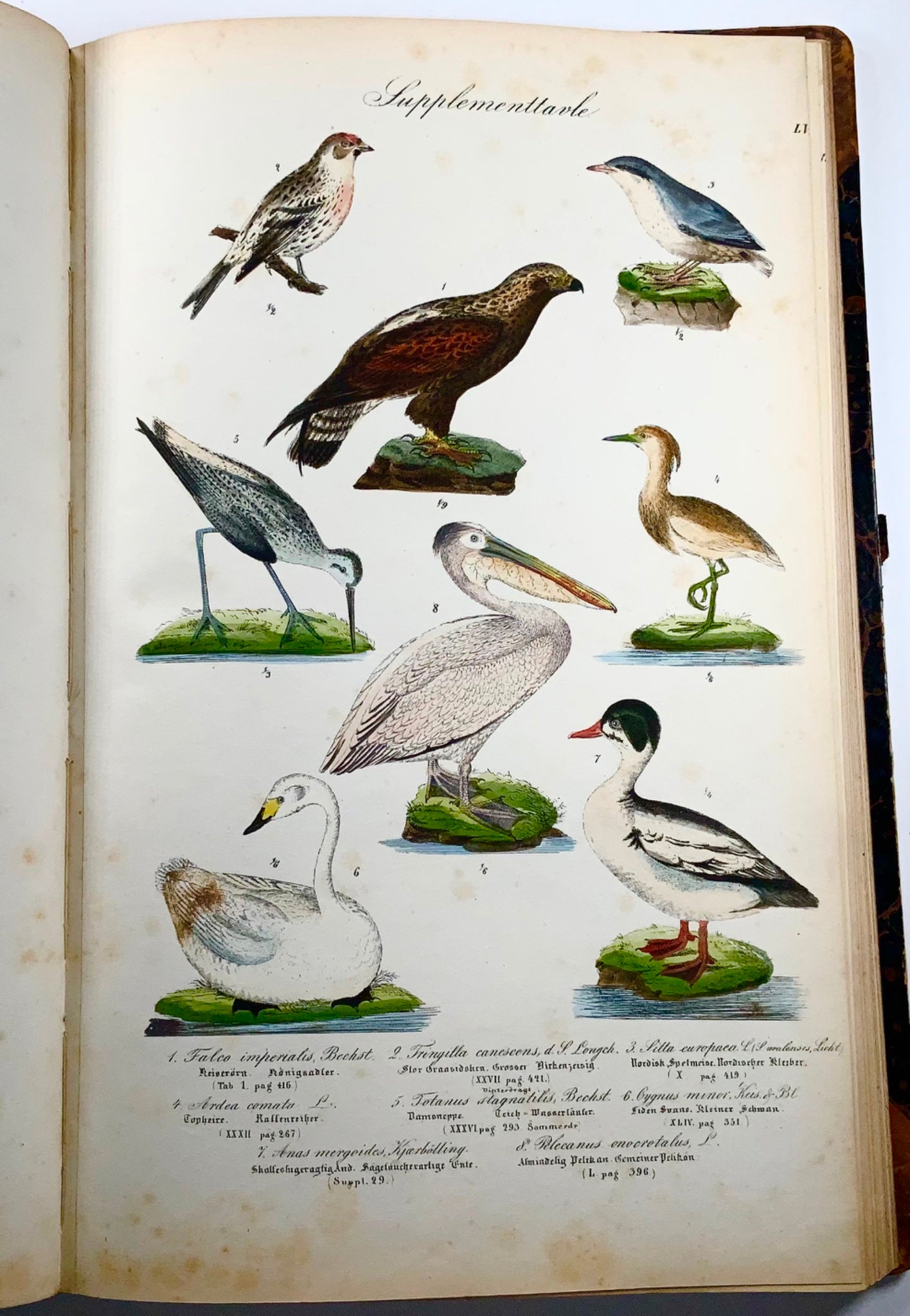 1872-88 Kjaerbölling, Oiseaux de Scandinavie, in-folio, 107 planches coloriées à la main, livre