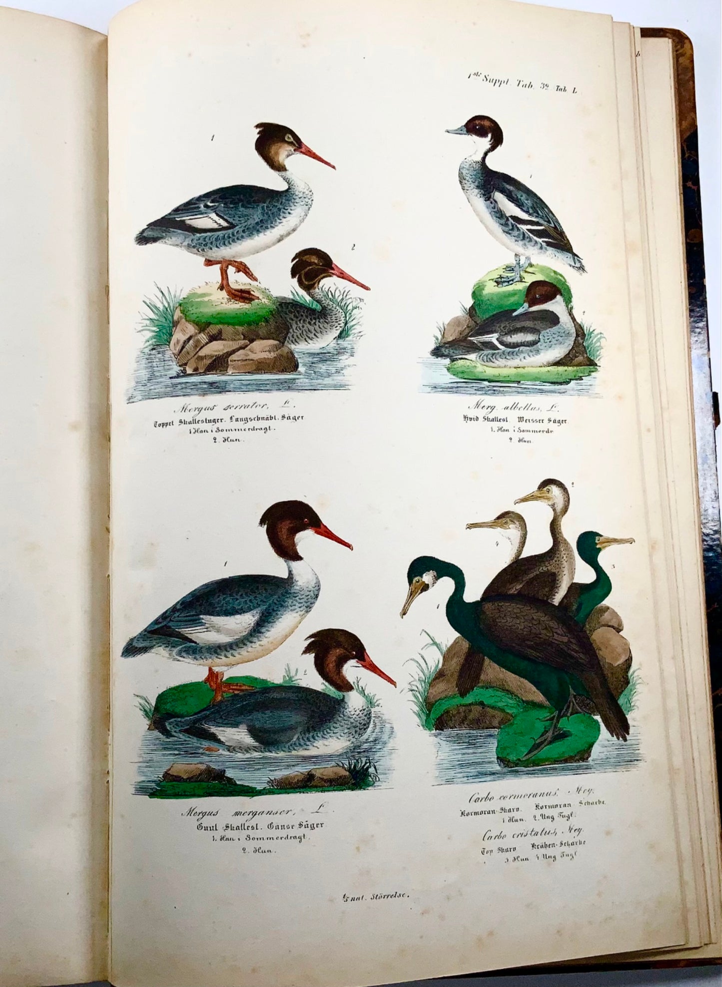 1872-88 Kjaerbölling, Oiseaux de Scandinavie, in-folio, 107 planches coloriées à la main, livre