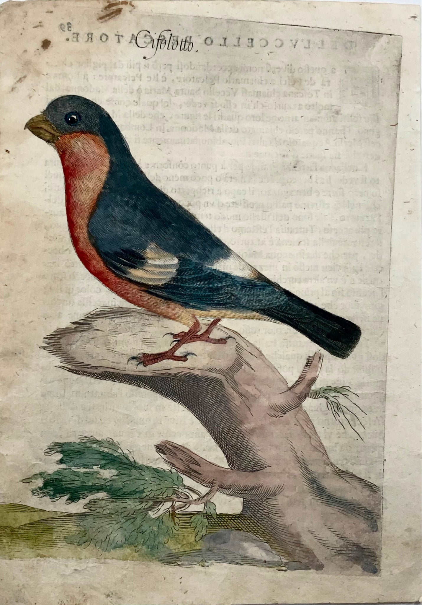 1622 Bouvreuil, Ornithologie, Fourmi. Tempête ; F. Villamena, Maître Gravure 