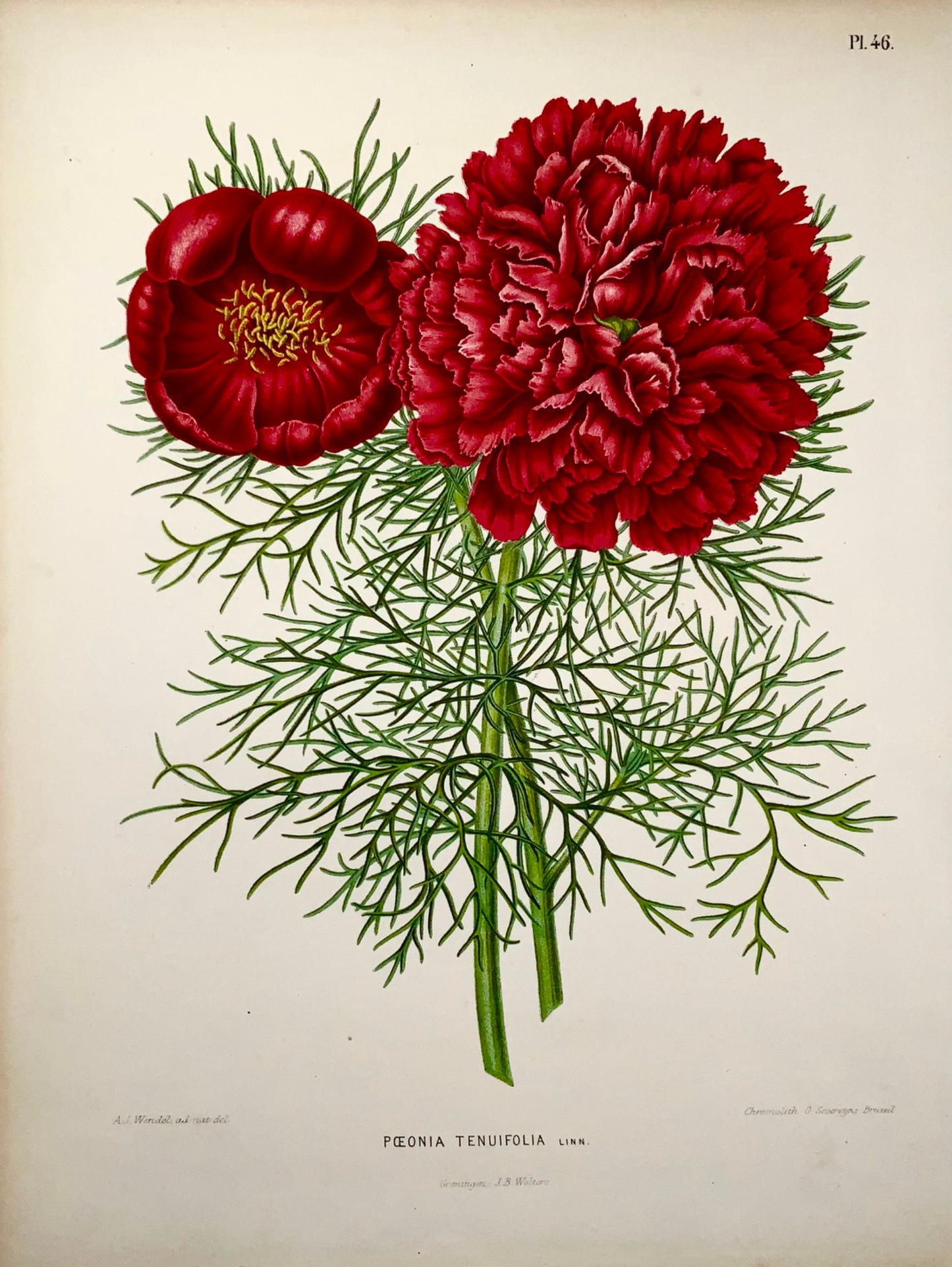 1868 Pivoine, fleur, botanique, folio, Wendel, chromolithographie fine