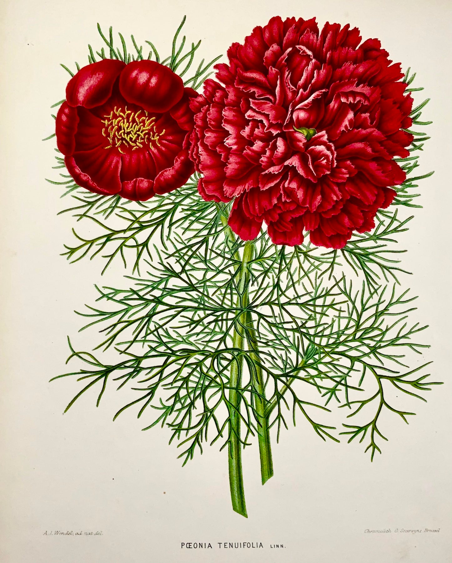 1868 Pivoine, fleur, botanique, folio, Wendel, chromolithographie fine