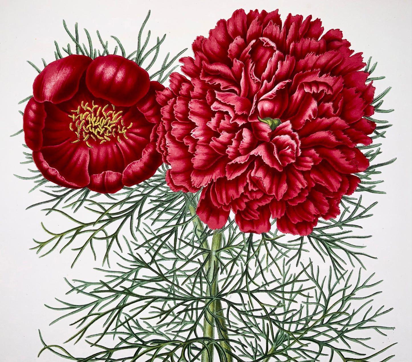 1868 Pivoine, fleur, botanique, folio, Wendel, chromolithographie fine