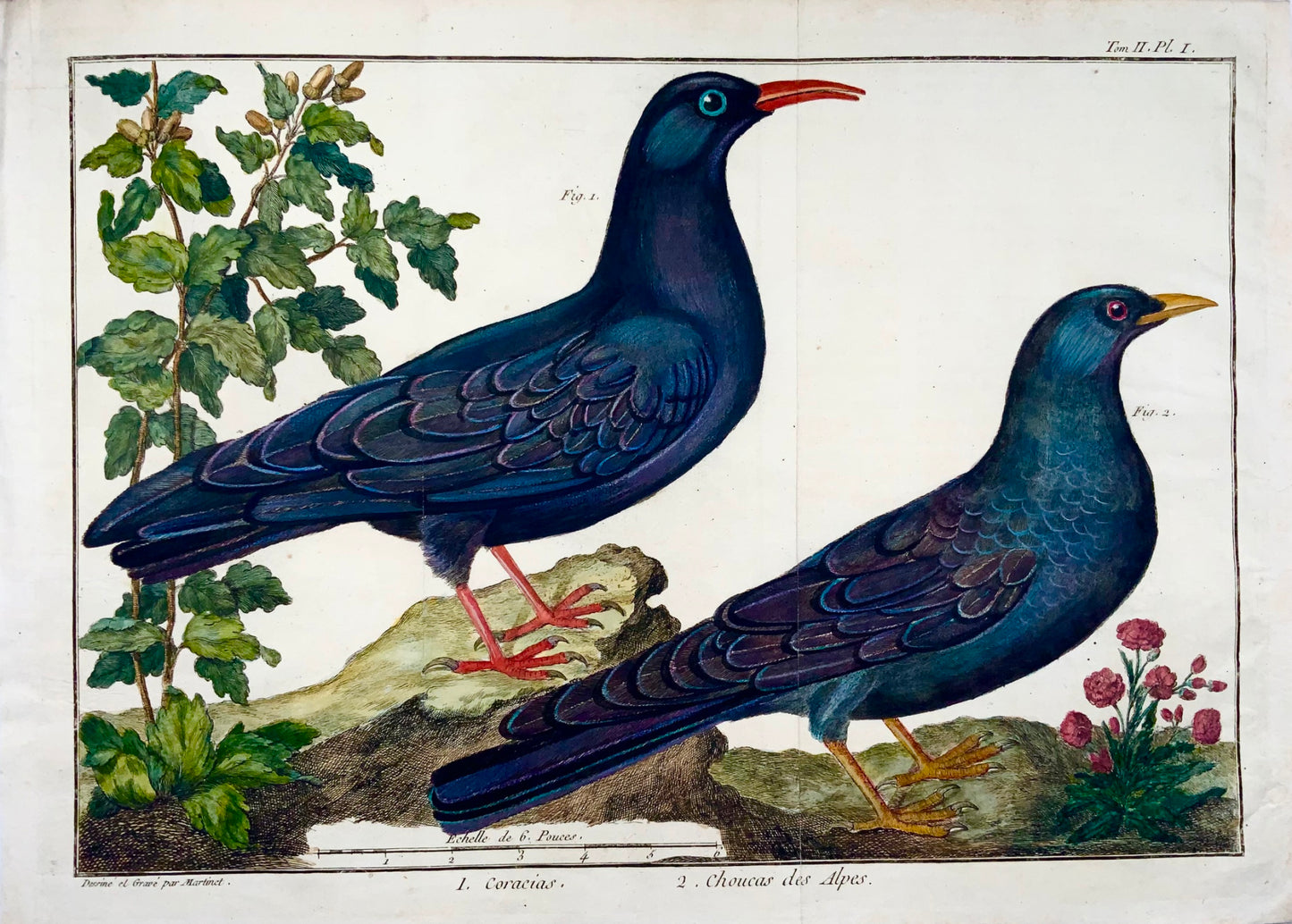 1760 Jackdaw, Martinet (b1725), Brisson, exquisite hand colour, ornithology