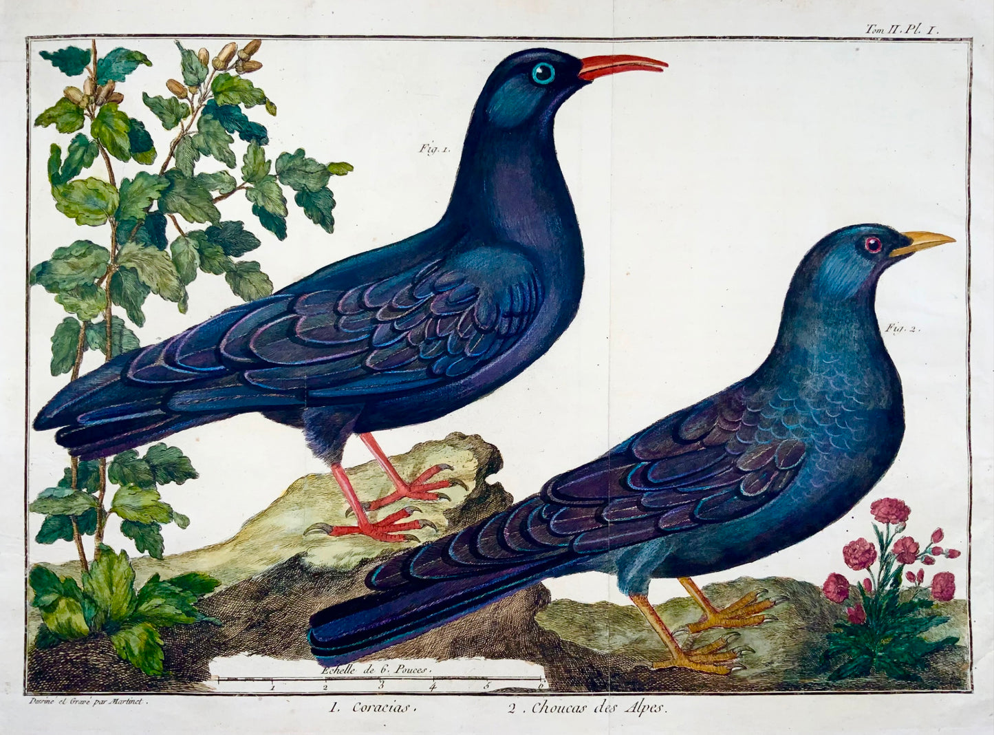 1760 Choucas, Martinet (b1725), Brisson, couleur de main exquise, ornithologie 