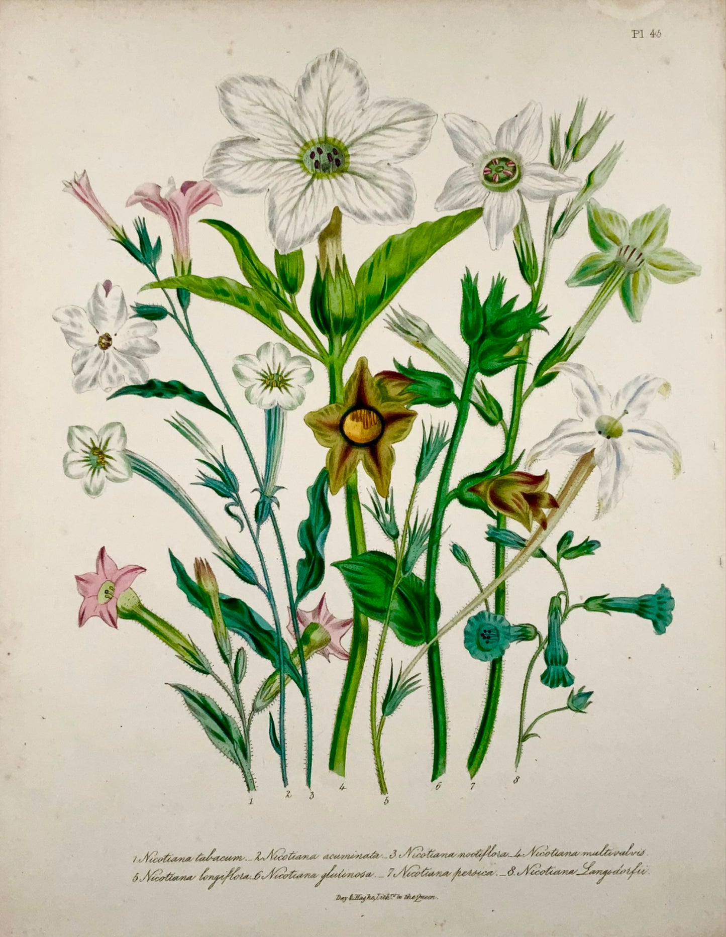 1841 Tabac, Nicotiana, Jane Loudon, in-quarto, lithographie coloriée à la main 